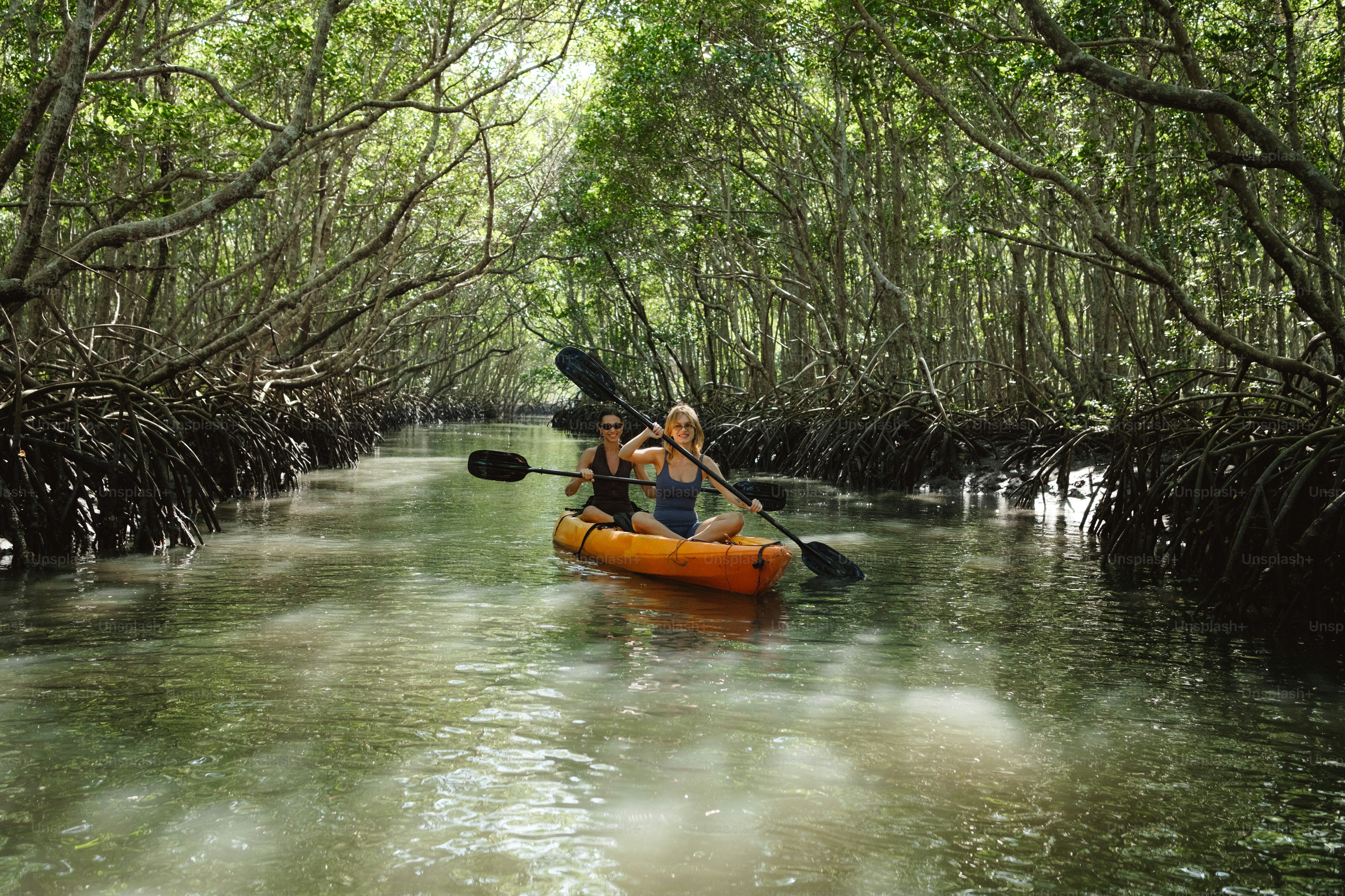  kayak sur mangrove avec faune marine visible.