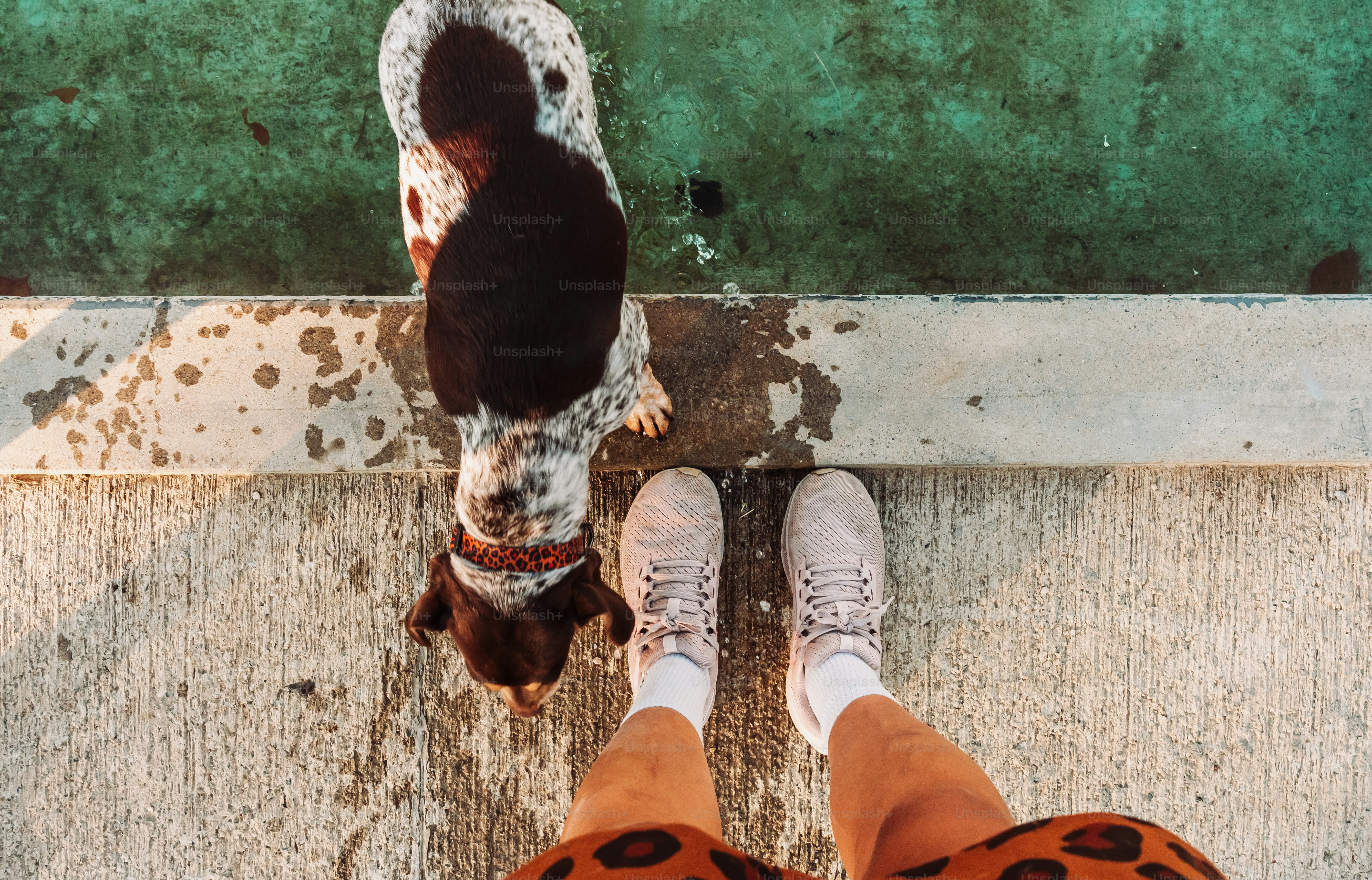 5 Places to Socialize Your American Bulldog Safely