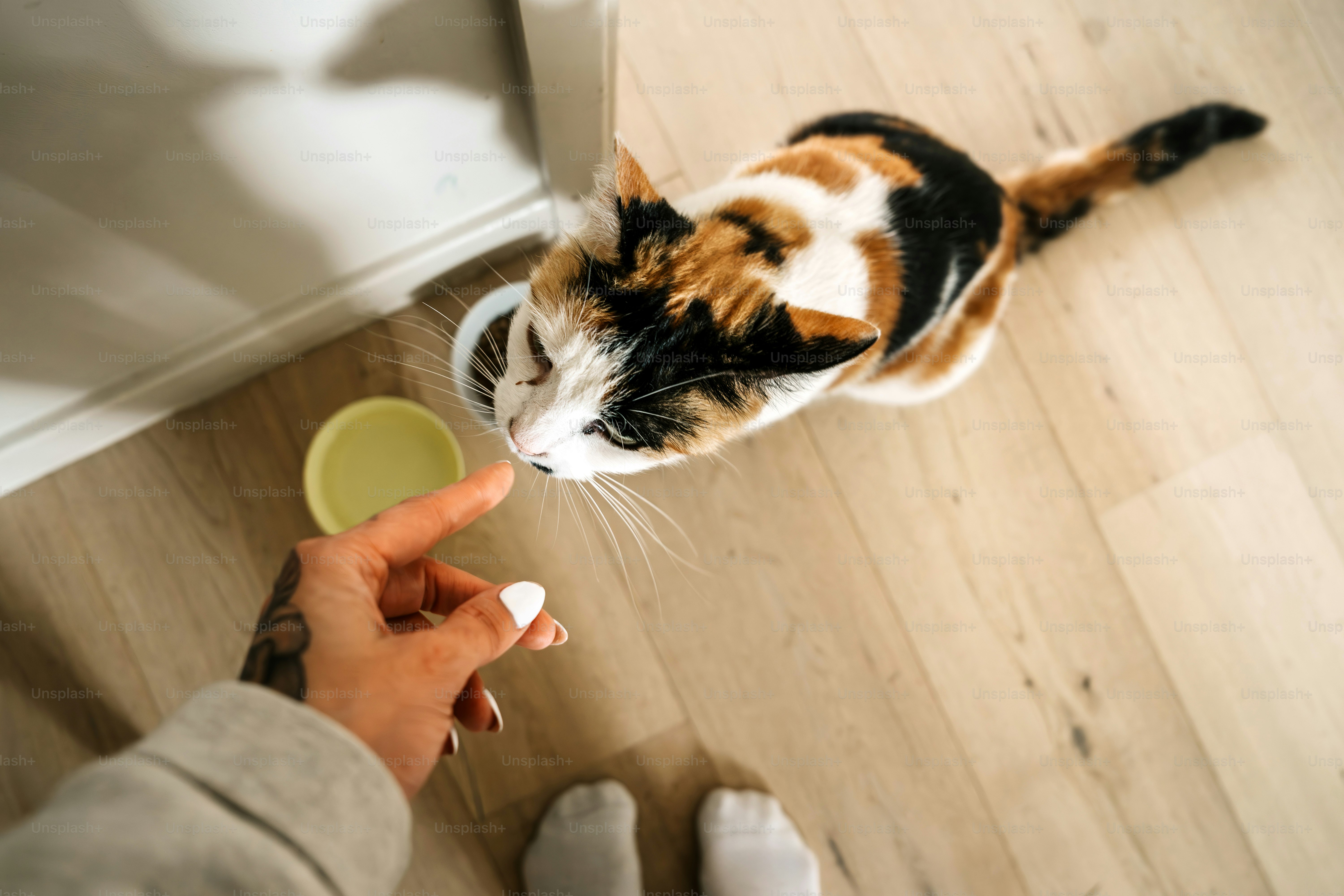 Un gatto calicò interagisce con il suo proprietario.