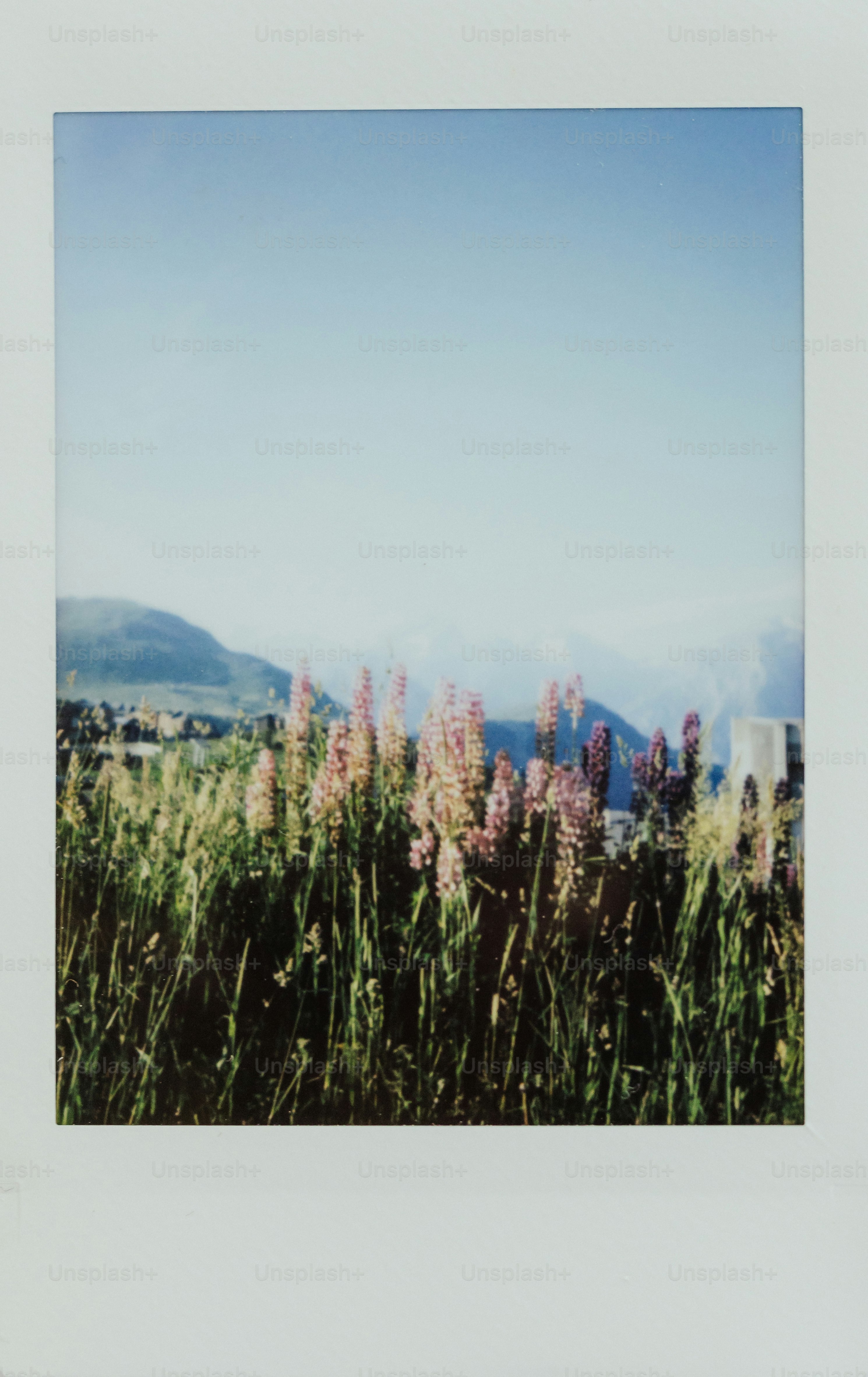 Flowers bloom with mountains in the background.