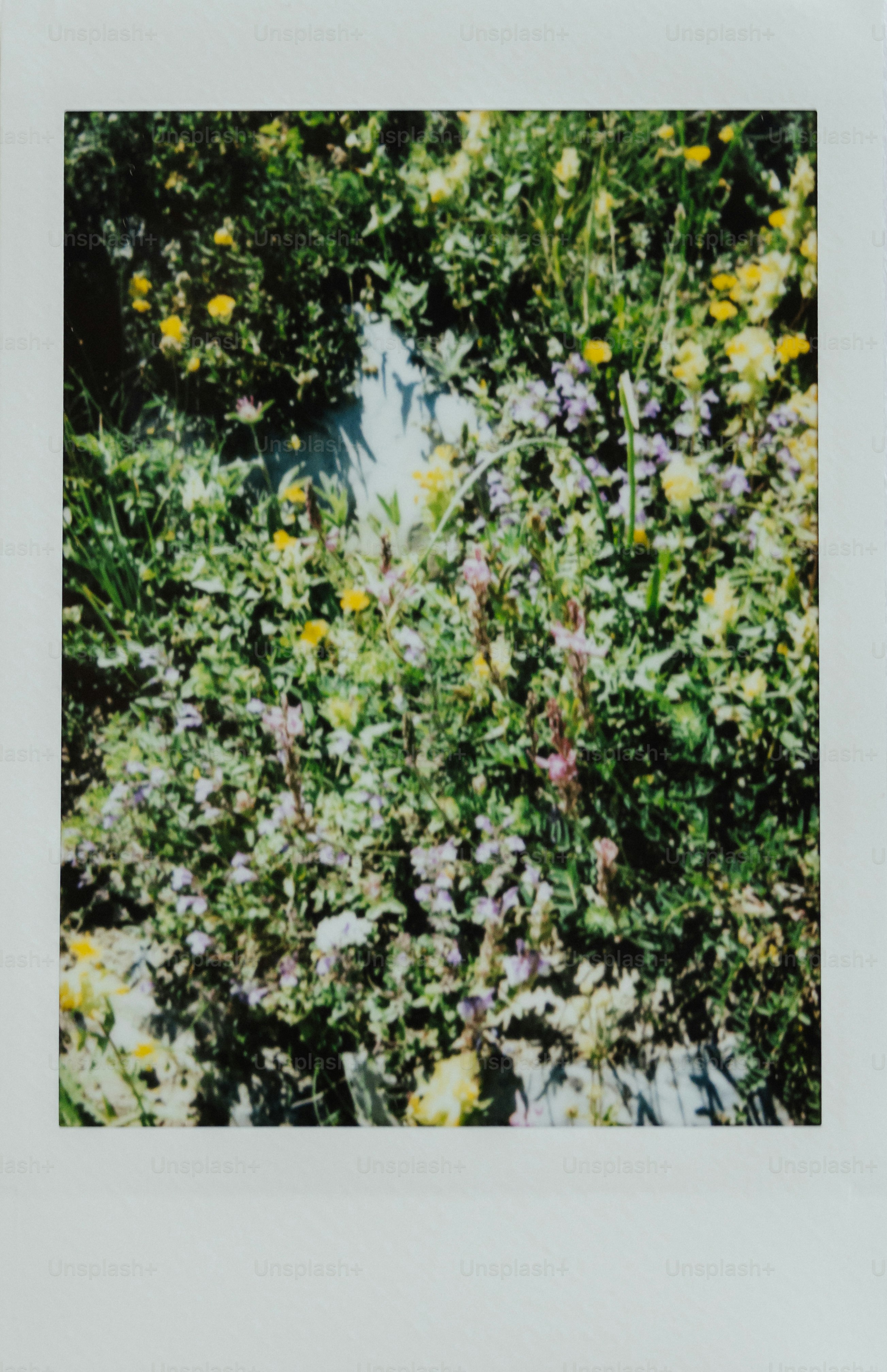 Wildflowers bloom in a lush, green field.