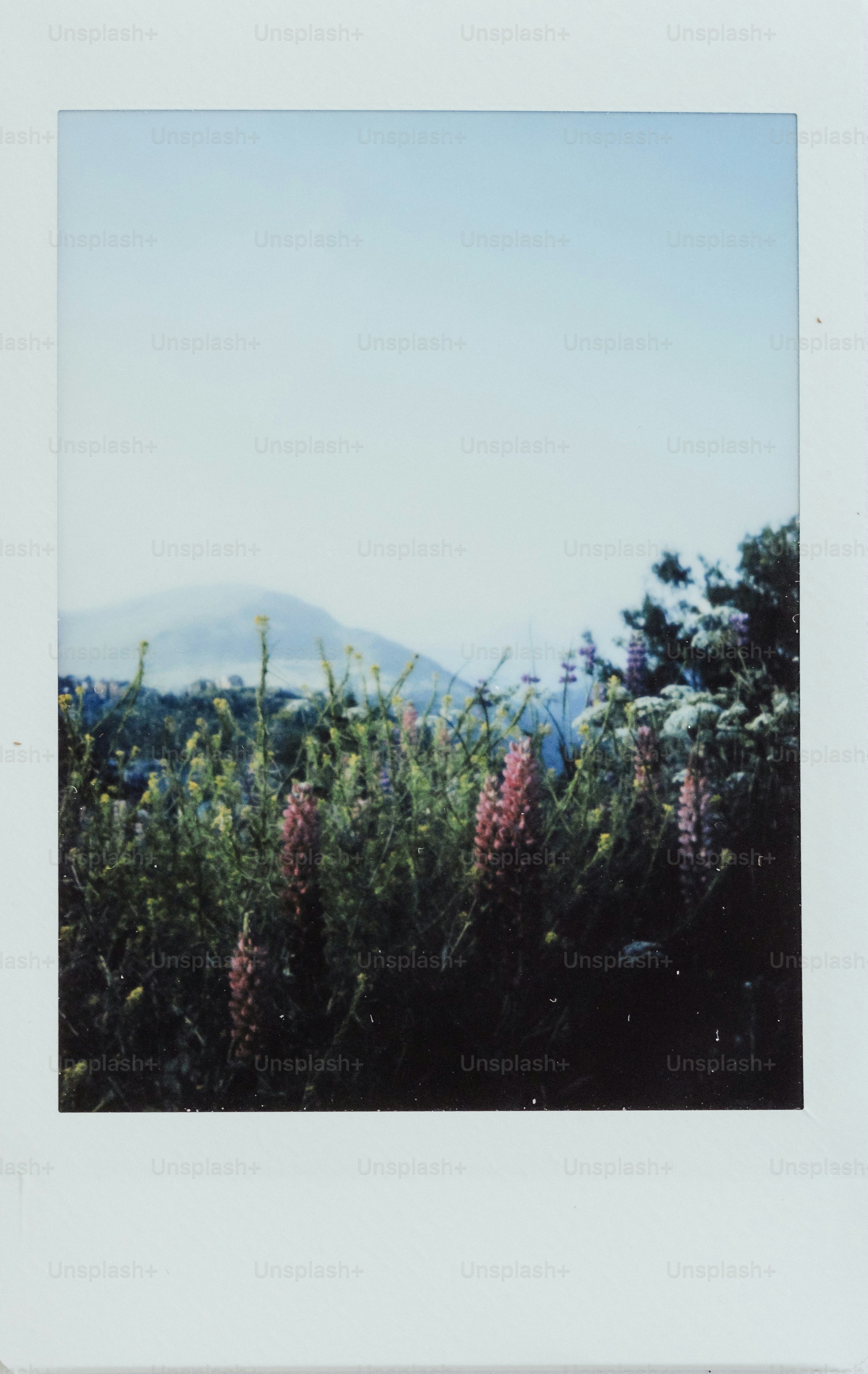 Wildflowers bloom with a mountain backdrop.