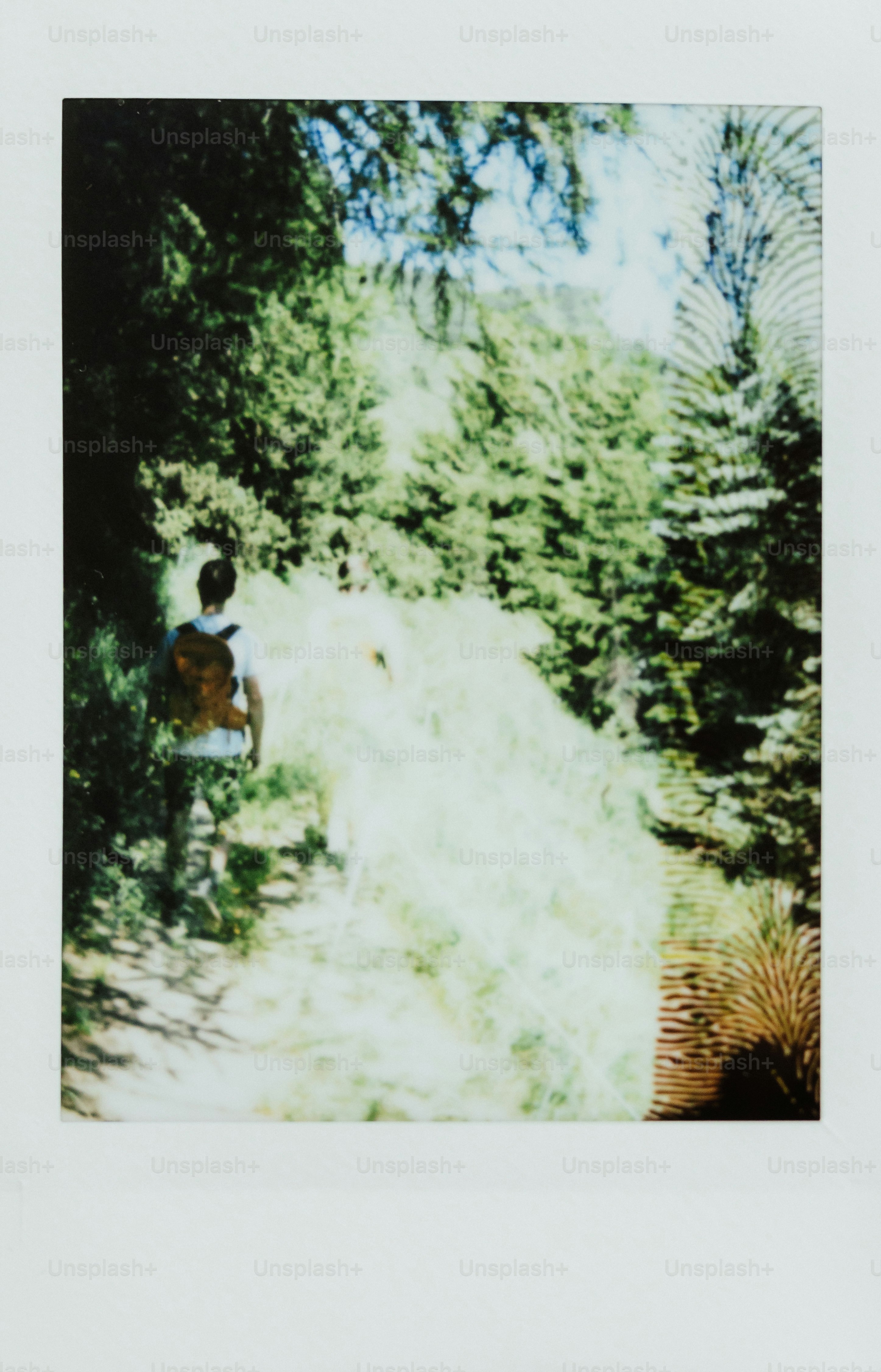 A person walks through a forest.