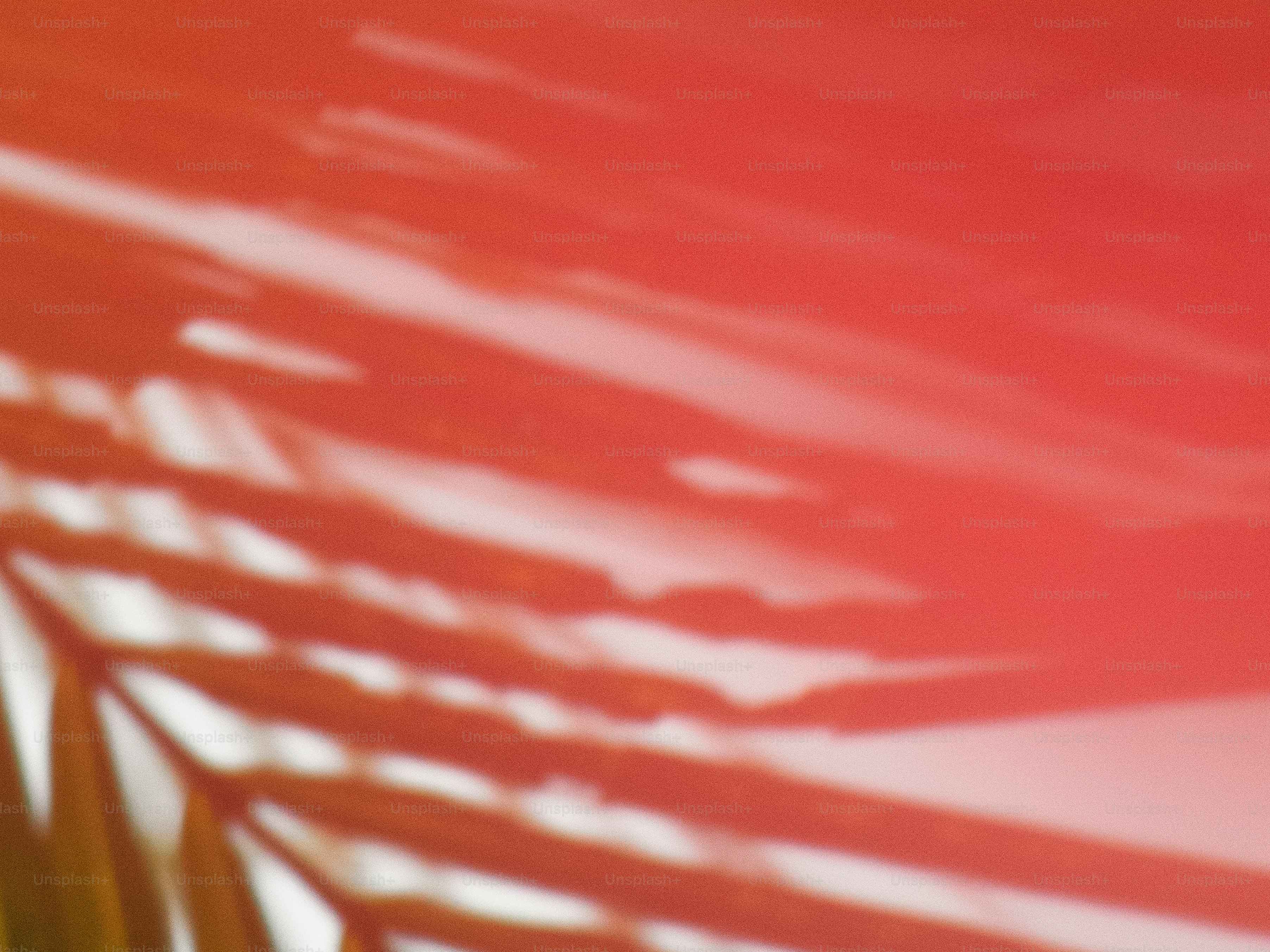 Palm leaf shadow against a red background.
