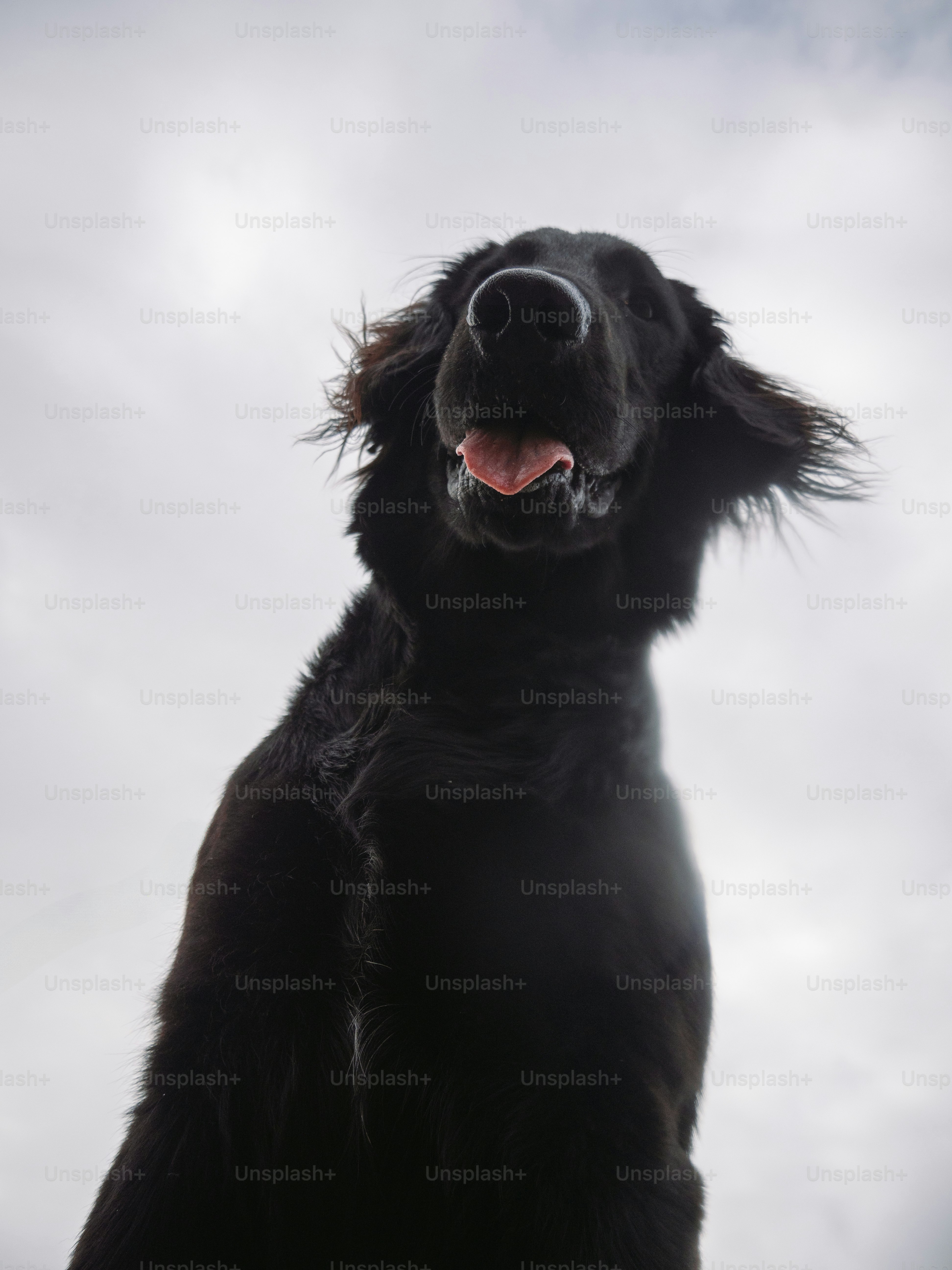 Ein schwarzer Hund posiert mit einem glücklichen Gesichtsausdruck.