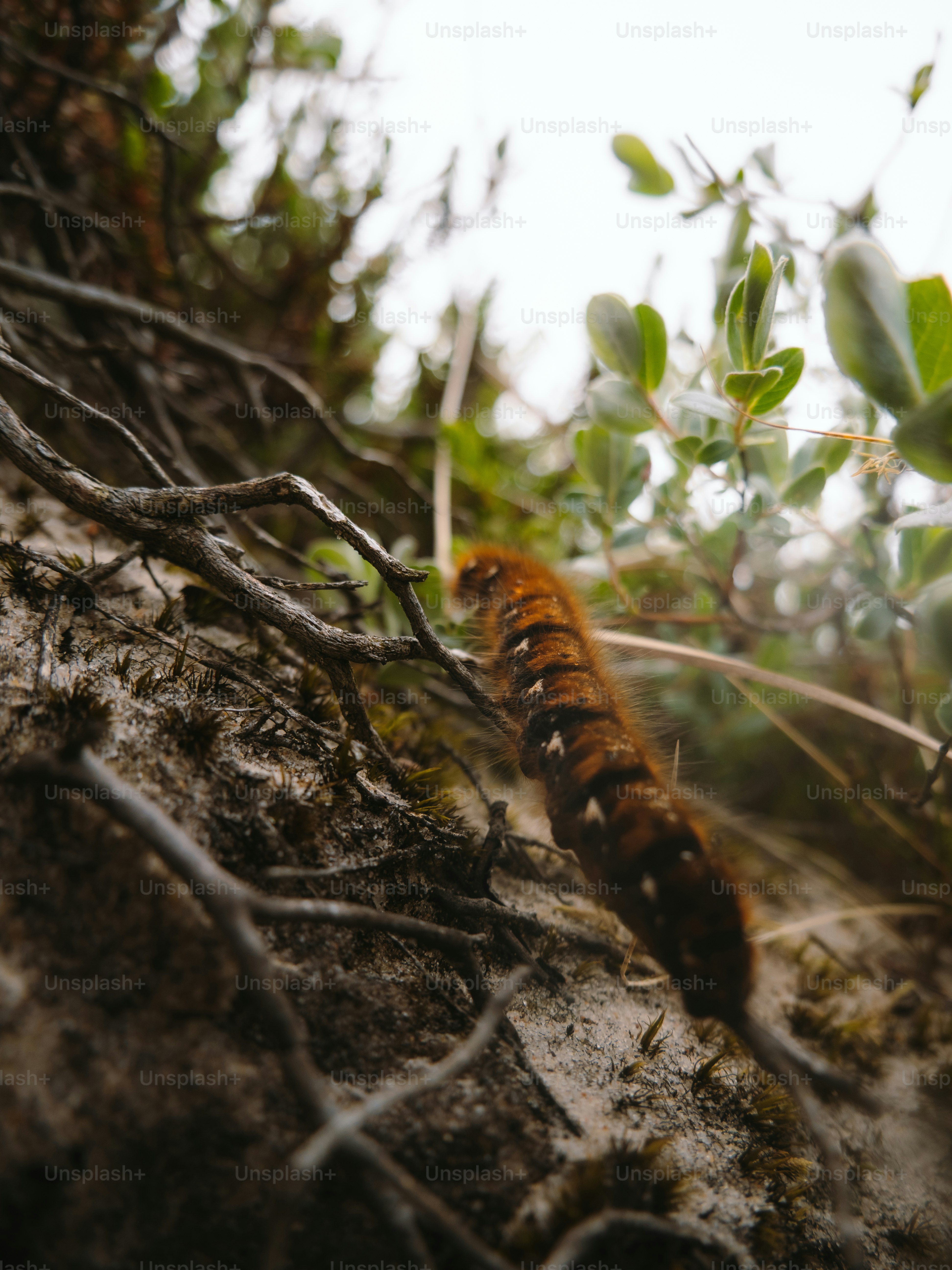 Una oruga peluda se arrastra sobre