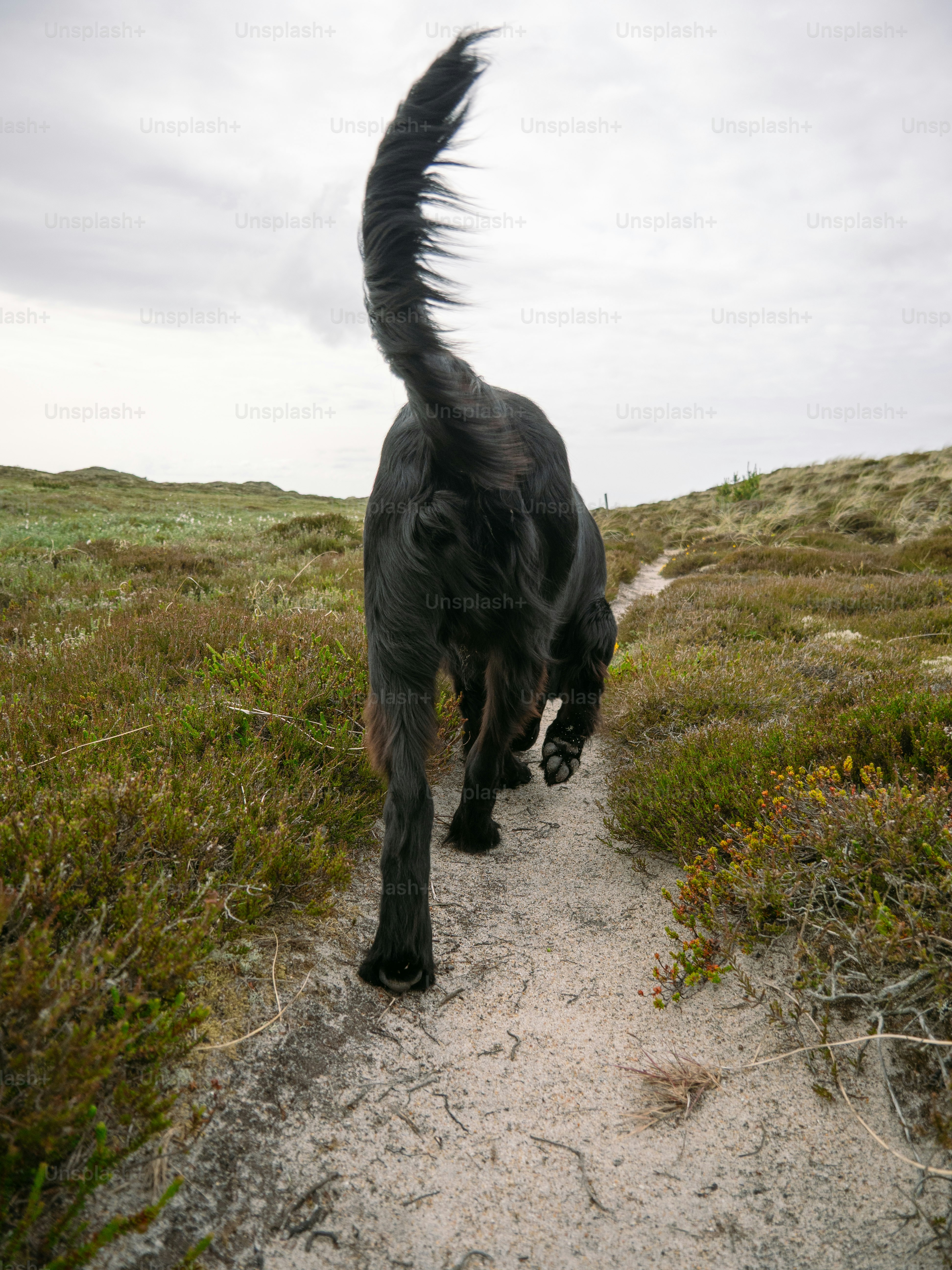 Immagini di Levriero Irlandese | Scarica immagini gratuite su Unsplash, image size:3000x4000