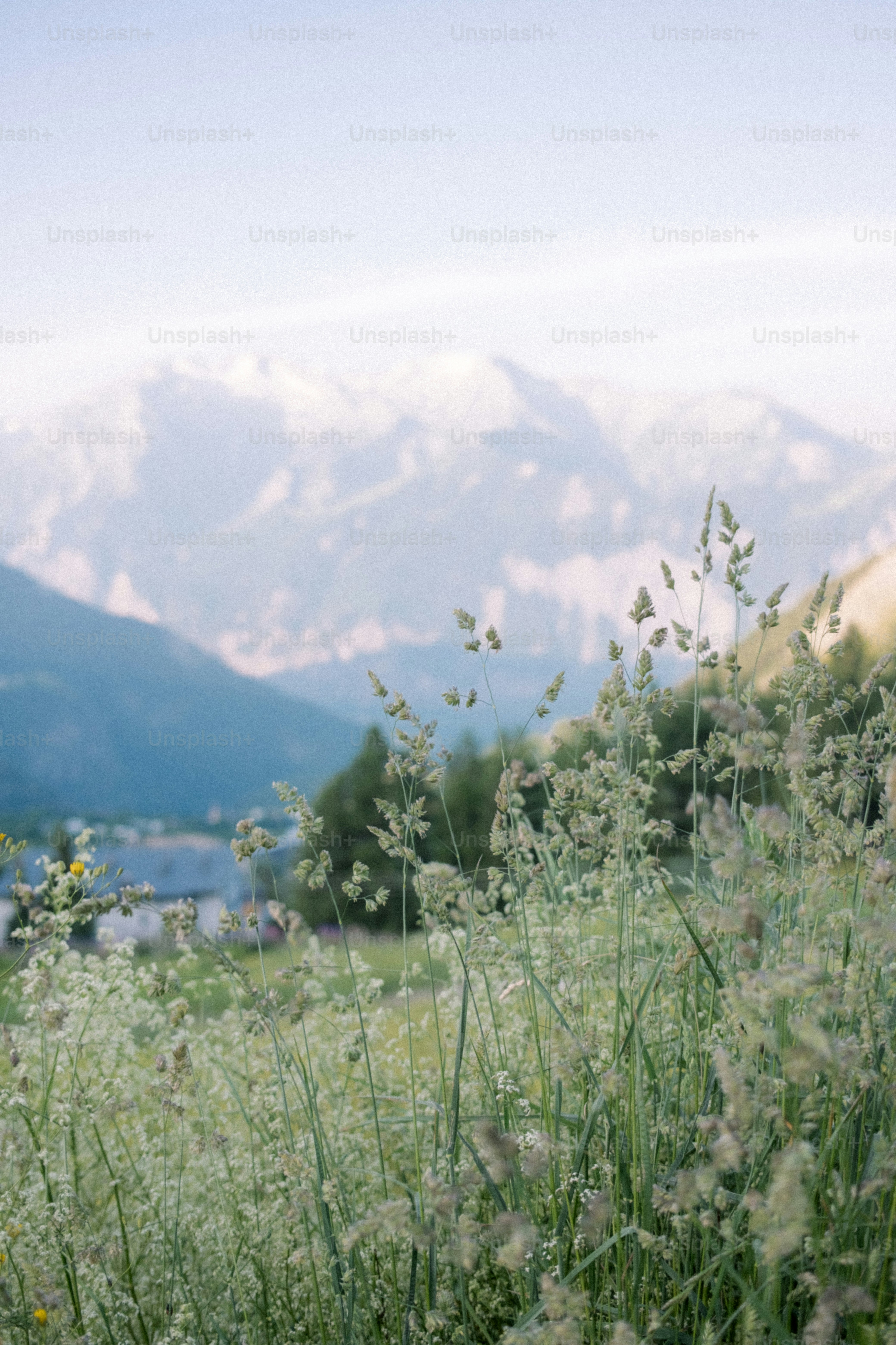 Grassy field overlooks a stunning mountain range