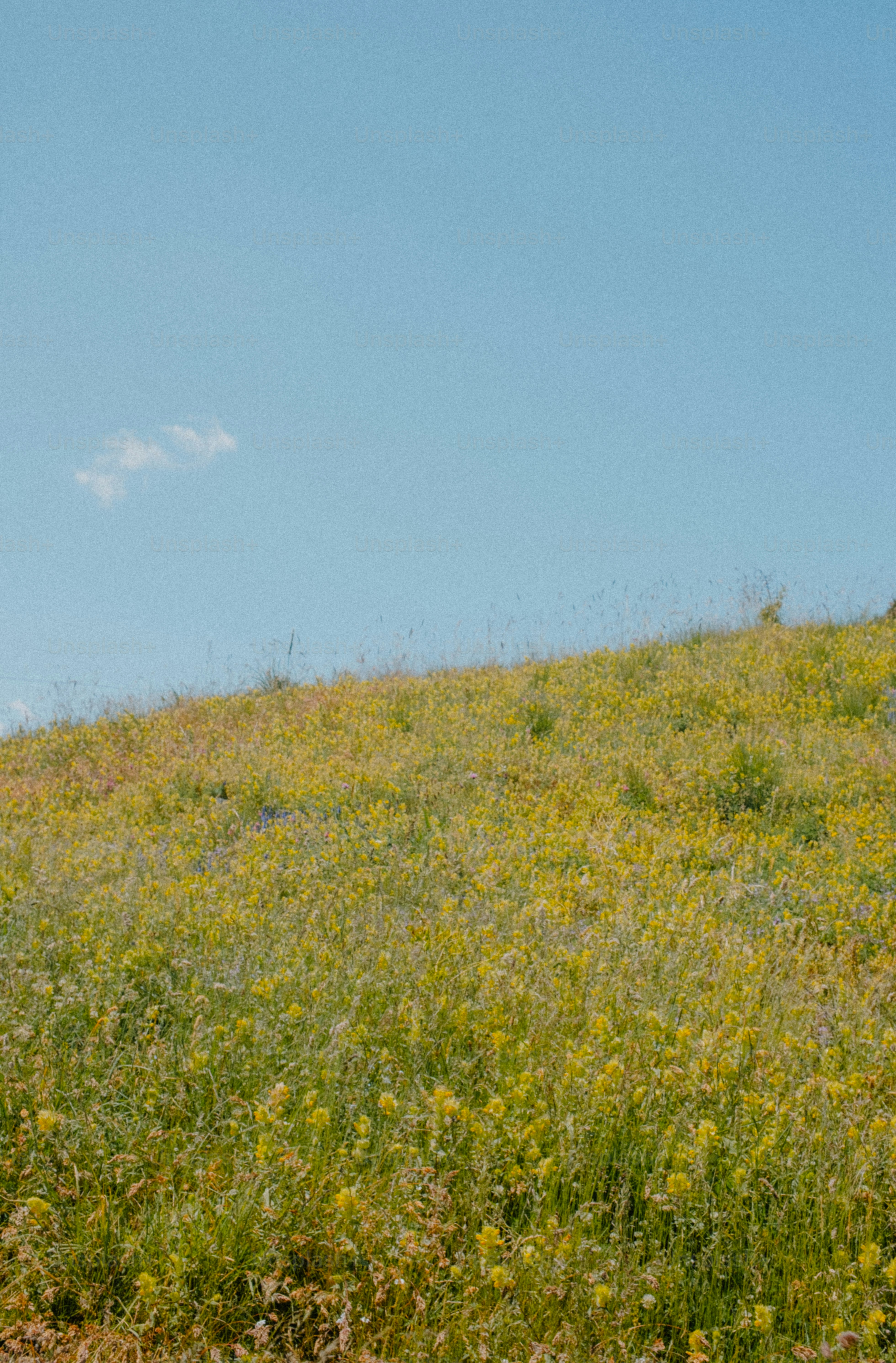 A lush, yellow meadow lies under a blue sky.