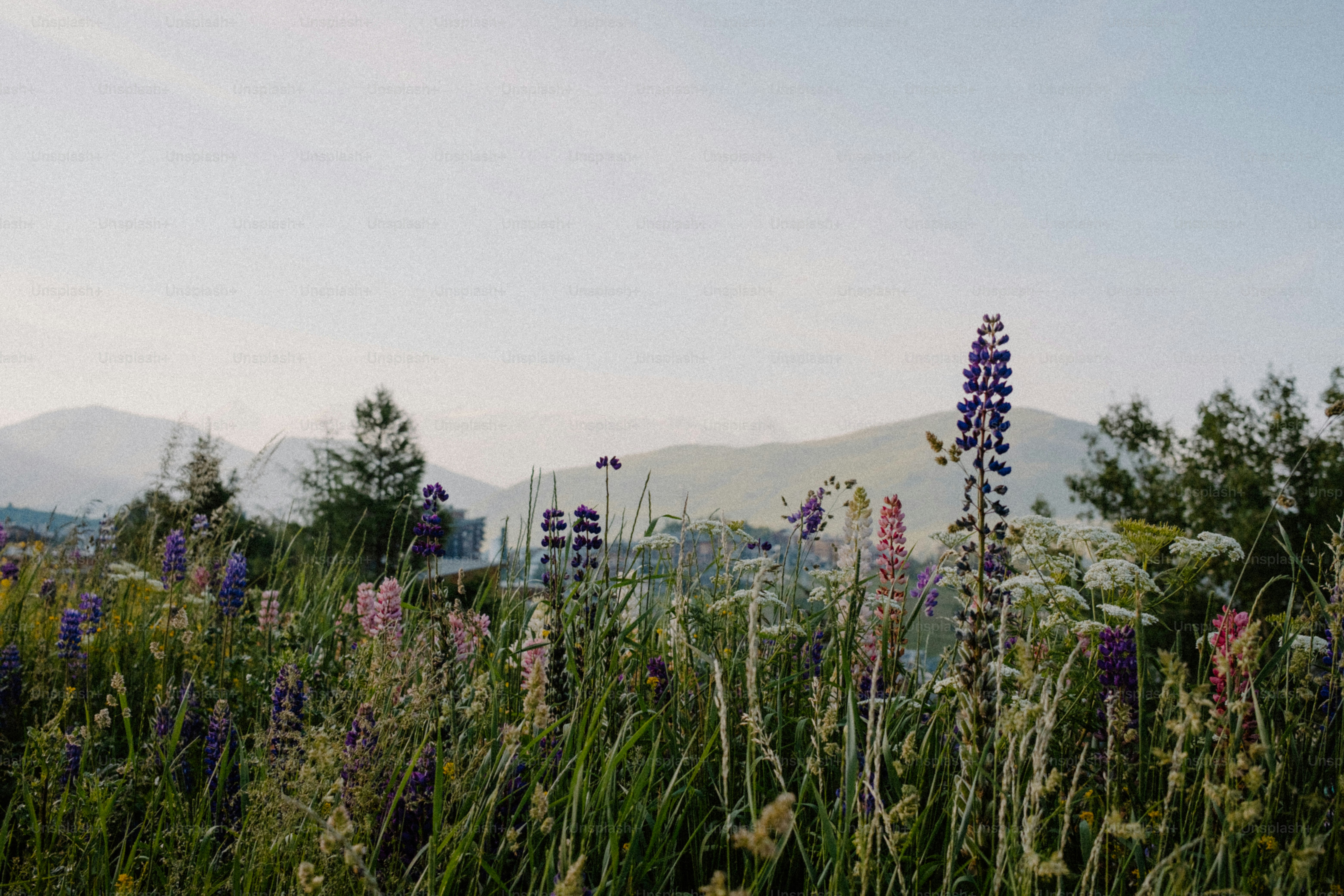 Wildflowers bloom in front of mountains