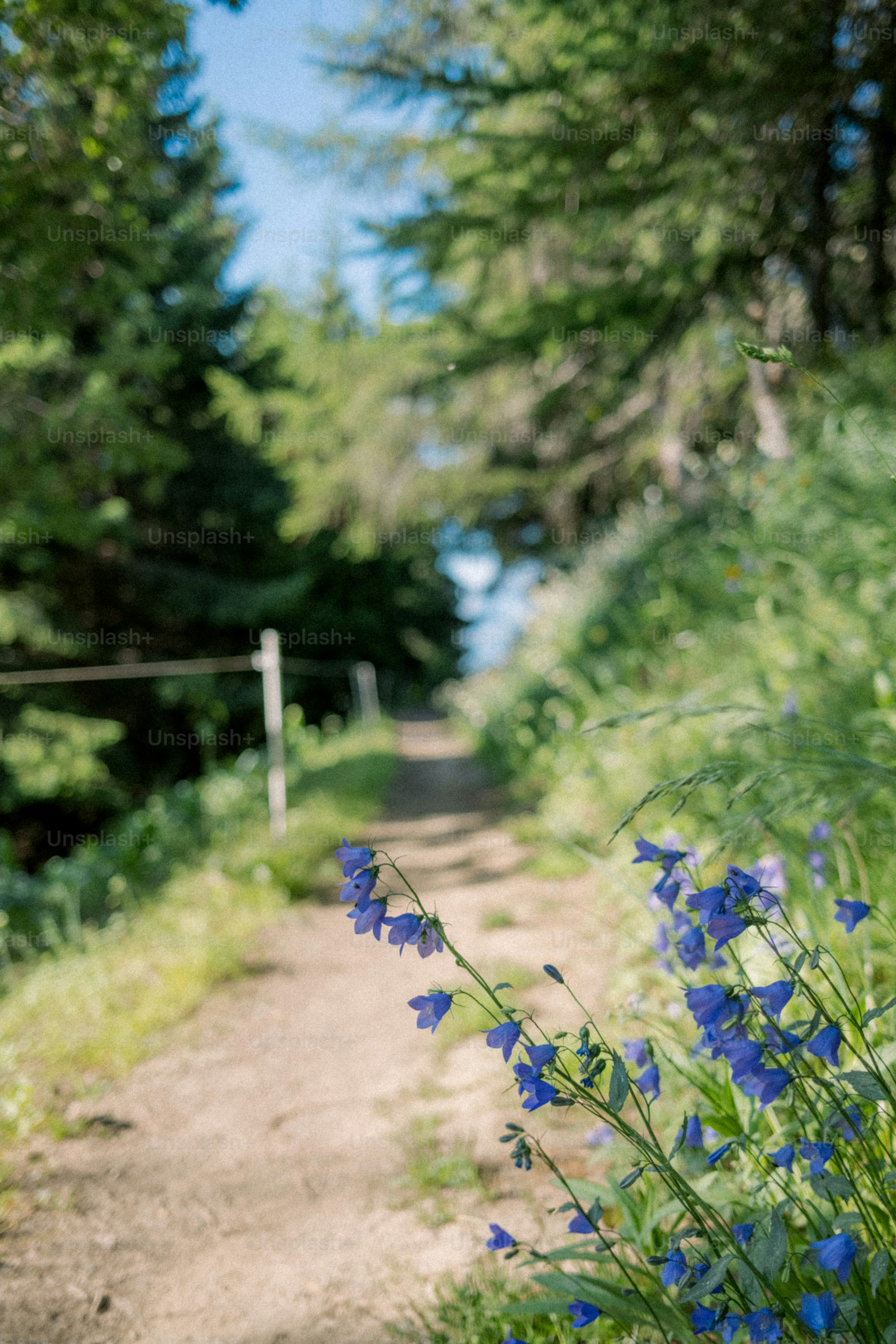 A path winds through a lush forest.