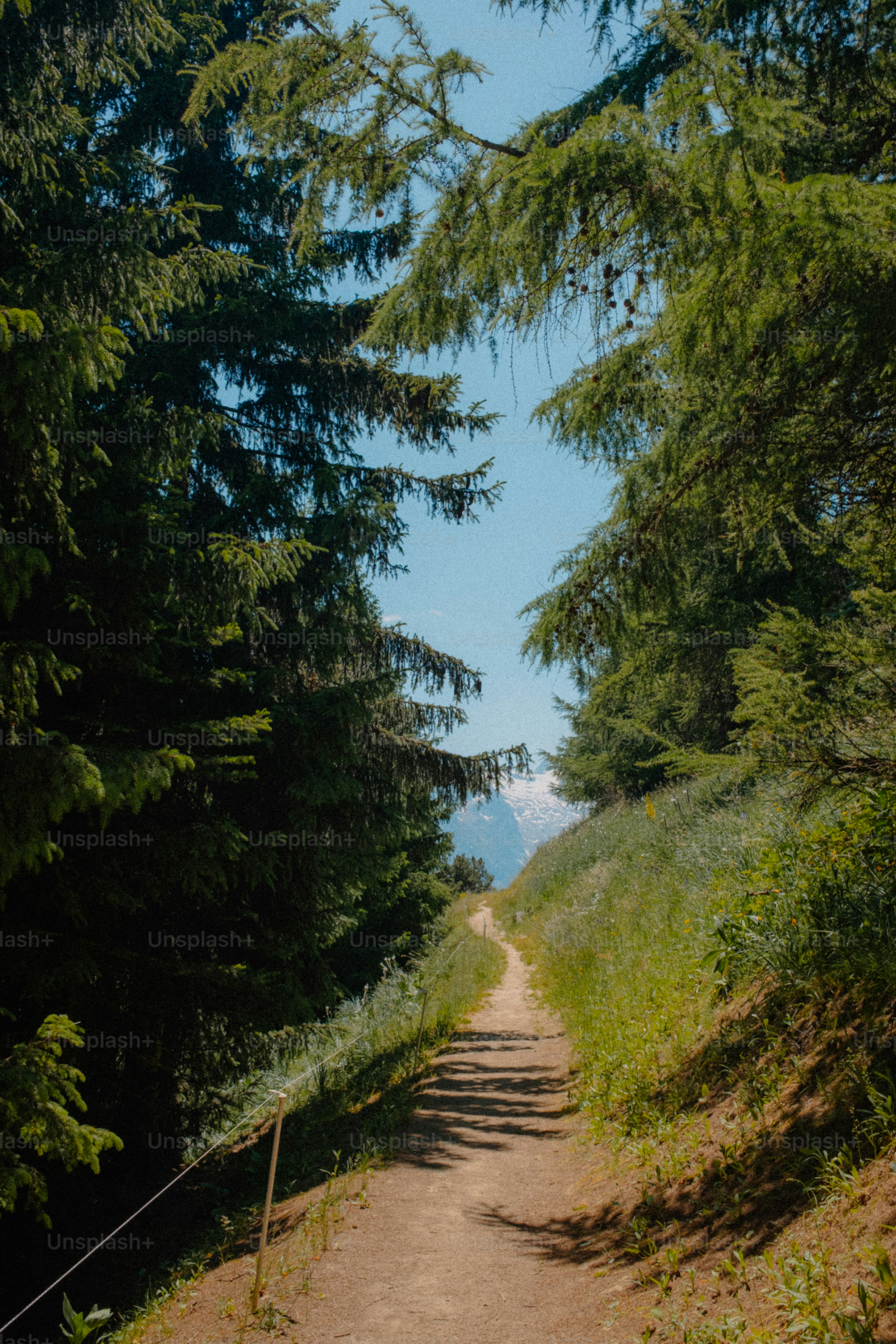 Un camino conduce a través de un frondoso bosque verde. foto – Imagen ...