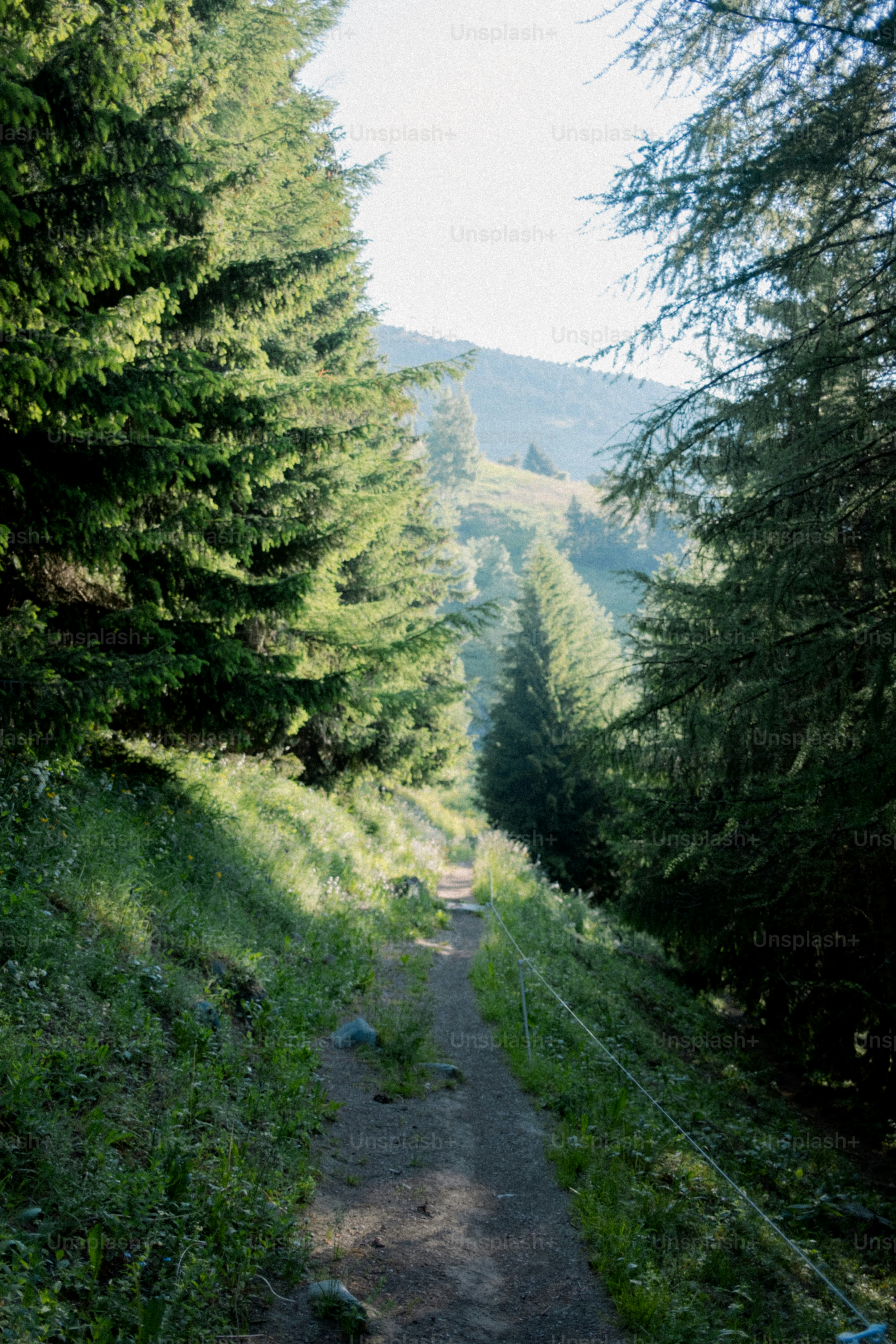 A path winds through a forested mountain.