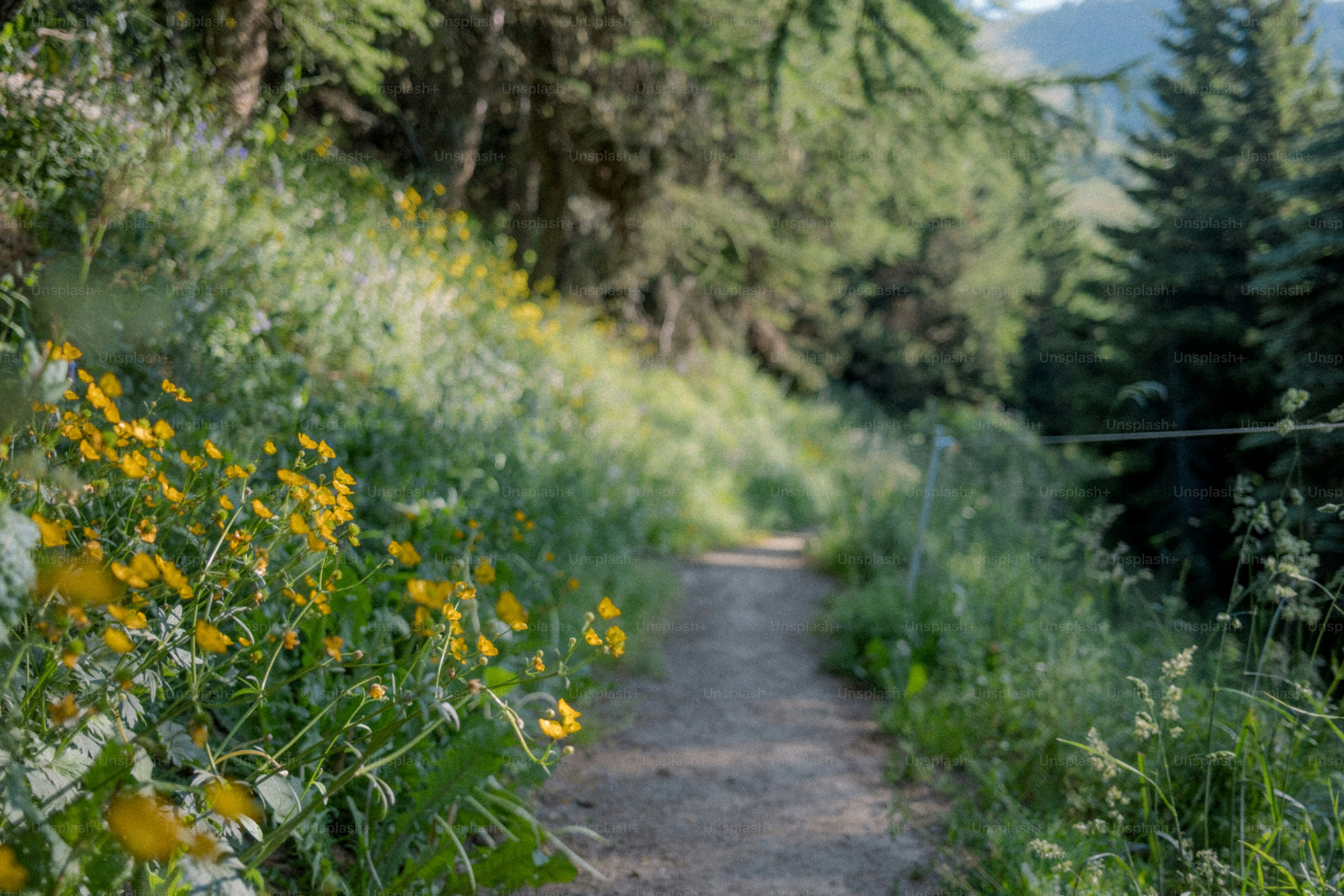 A pathway winds through lush greenery and flowers
