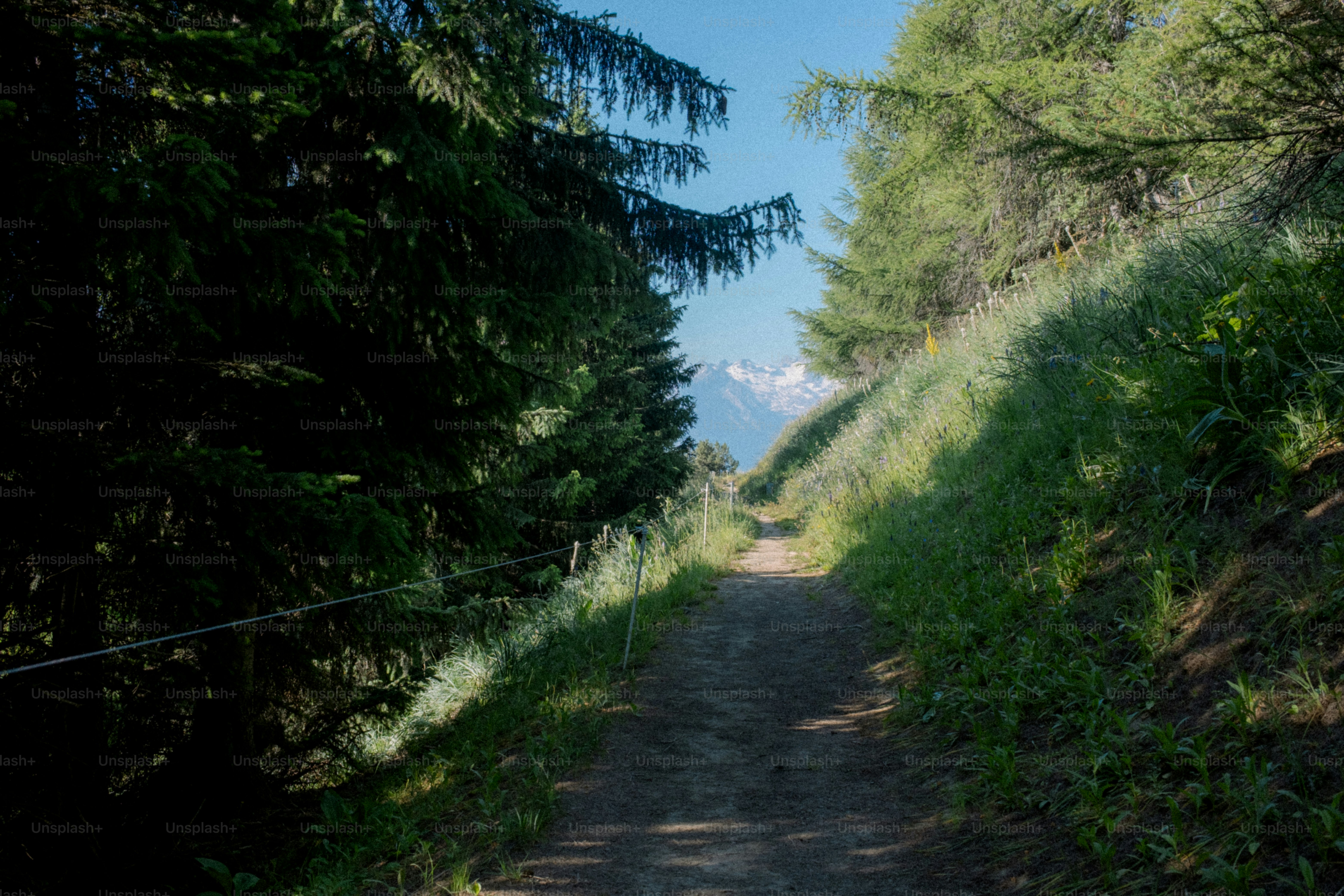A trail leads through a sunny forest.
