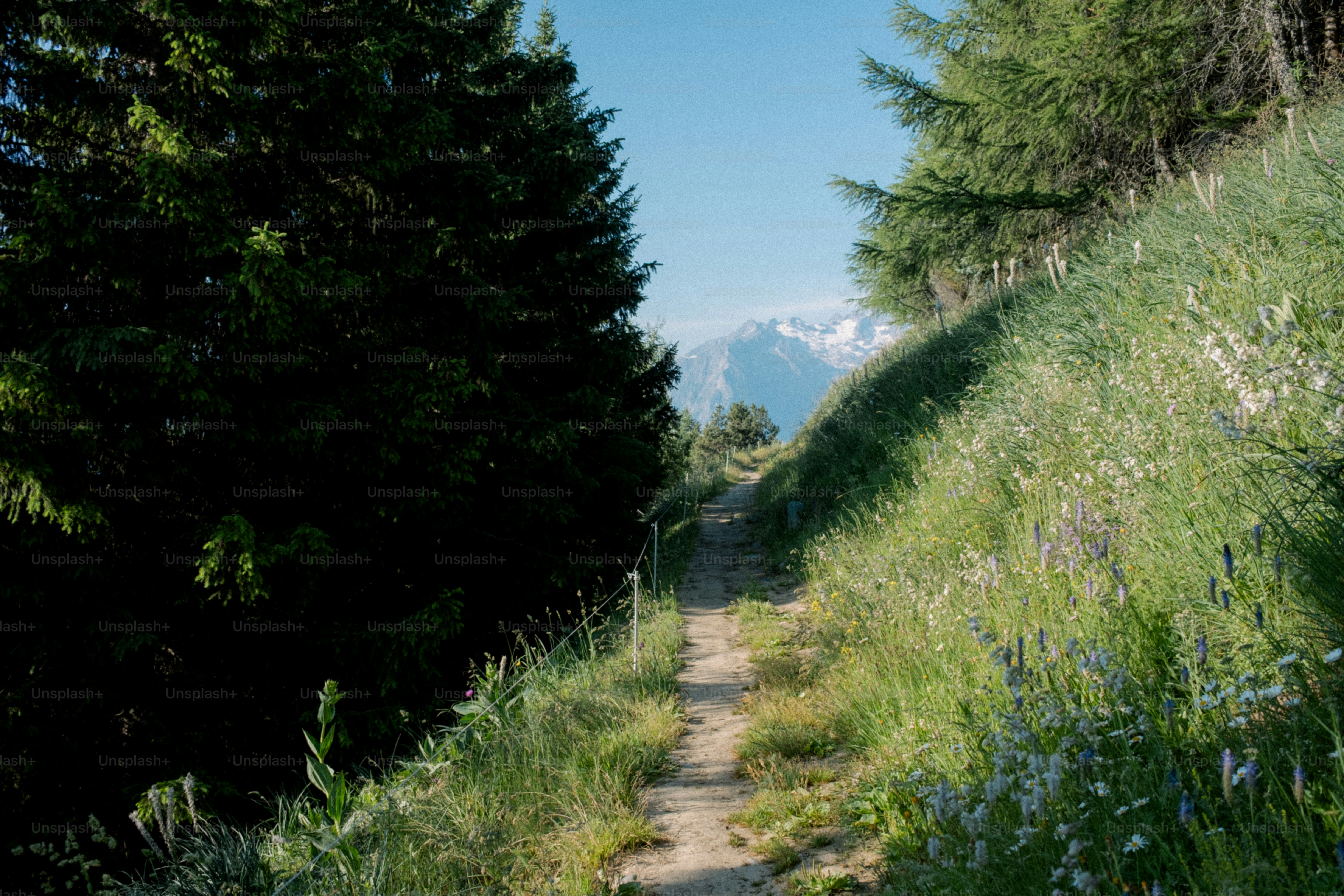 A sunny path leads to a mountain view