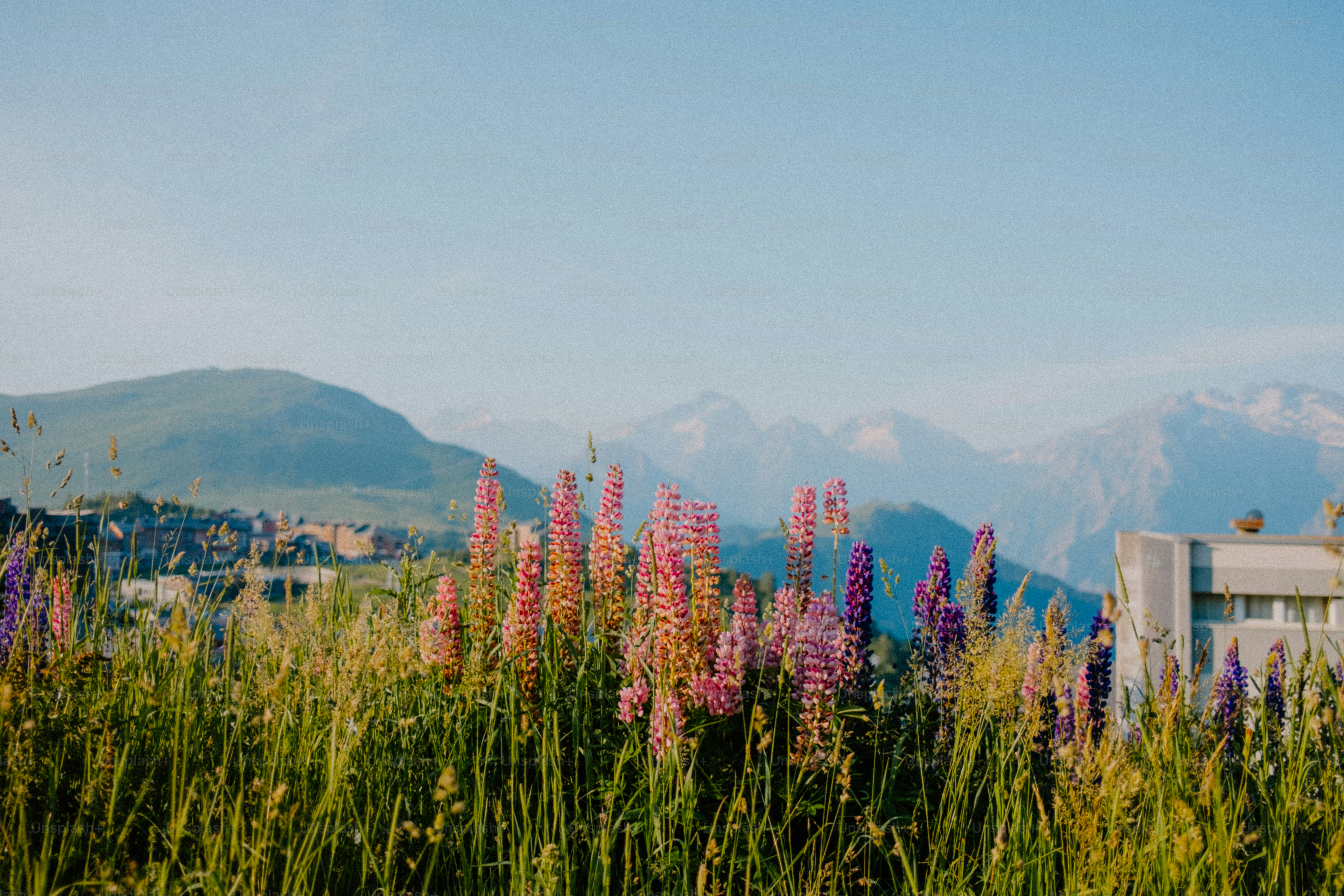 Beautiful wildflowers bloom against a scenic mountain backdrop