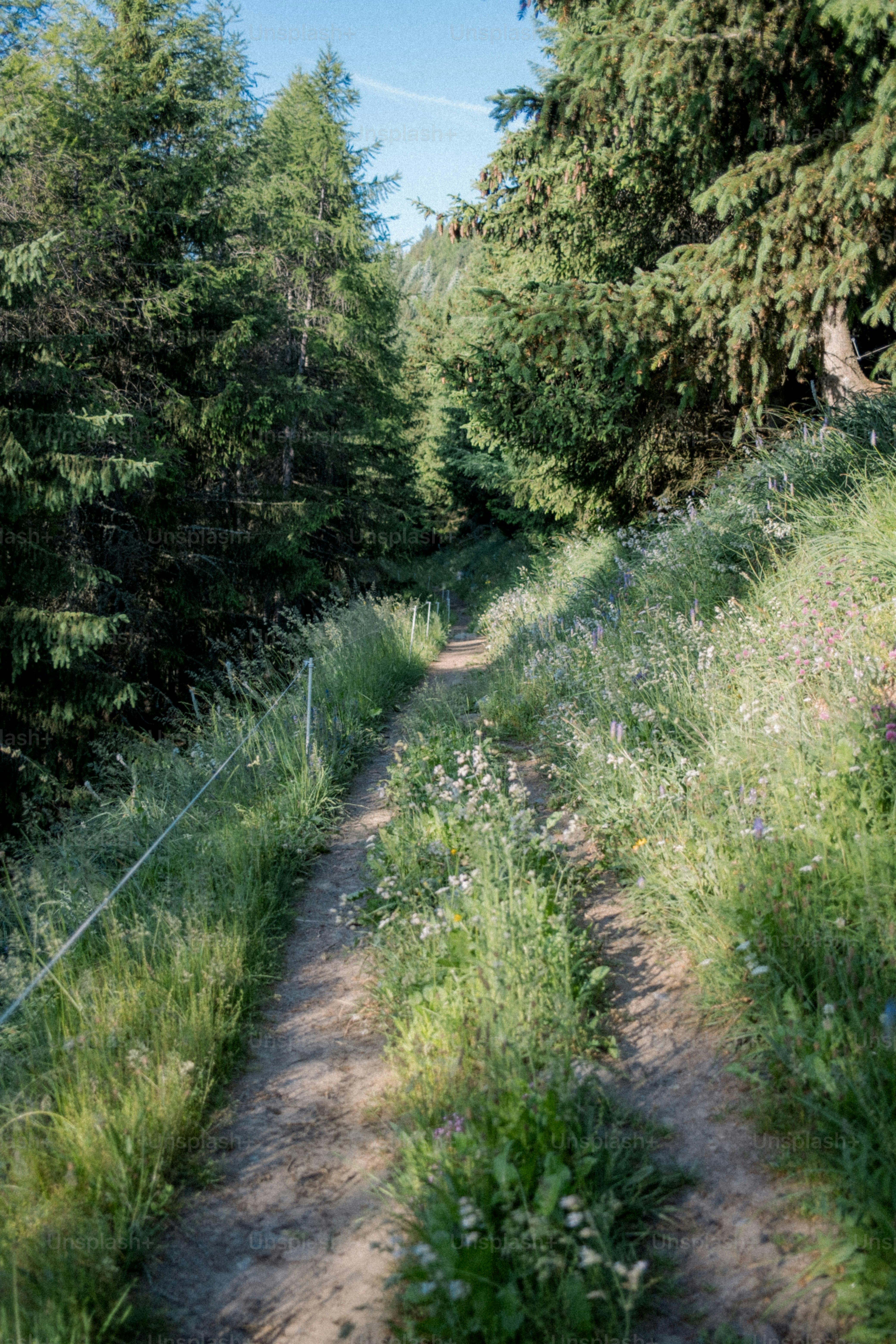A dusty path winds through a lush forest.