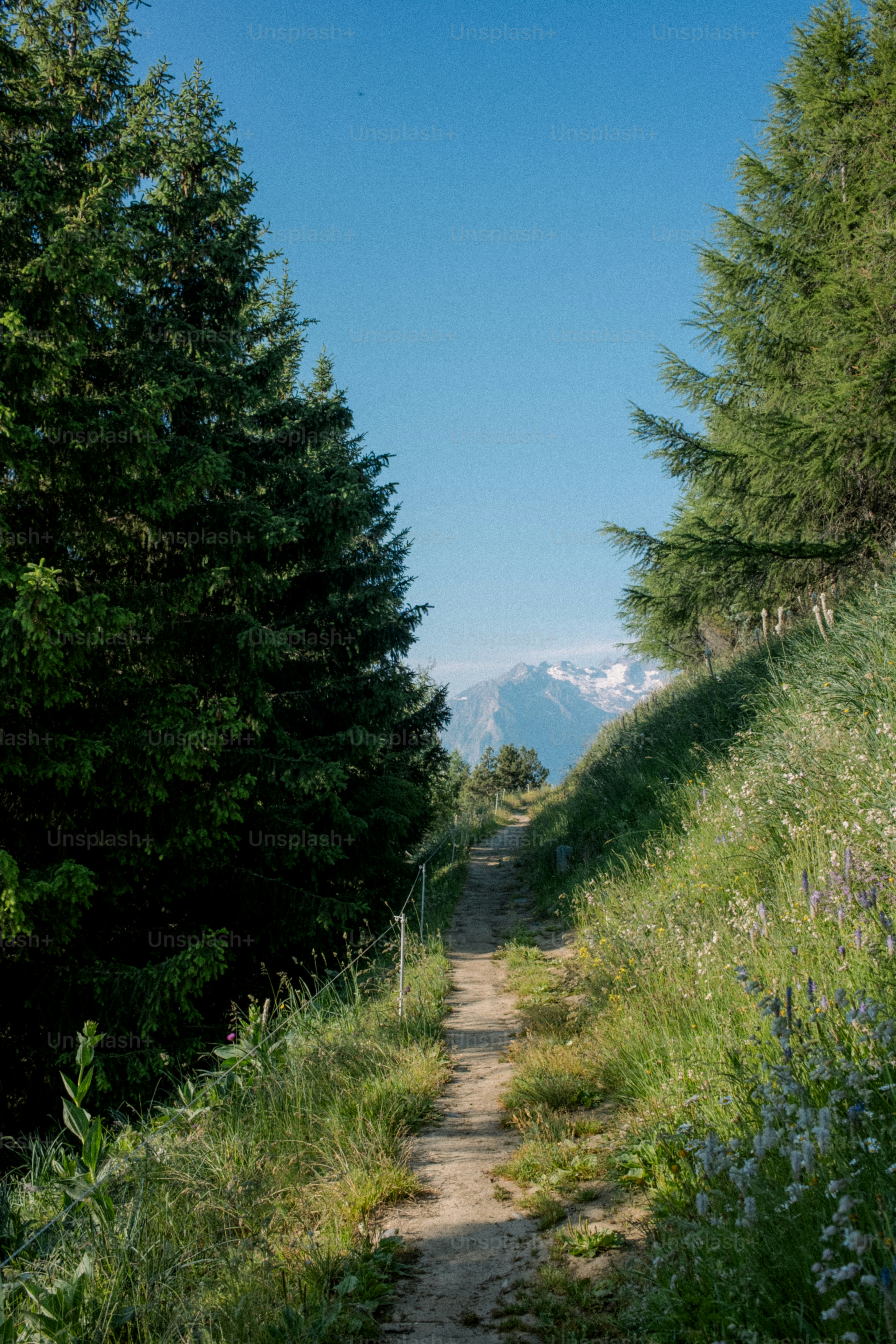 A path leads to mountains between trees.
