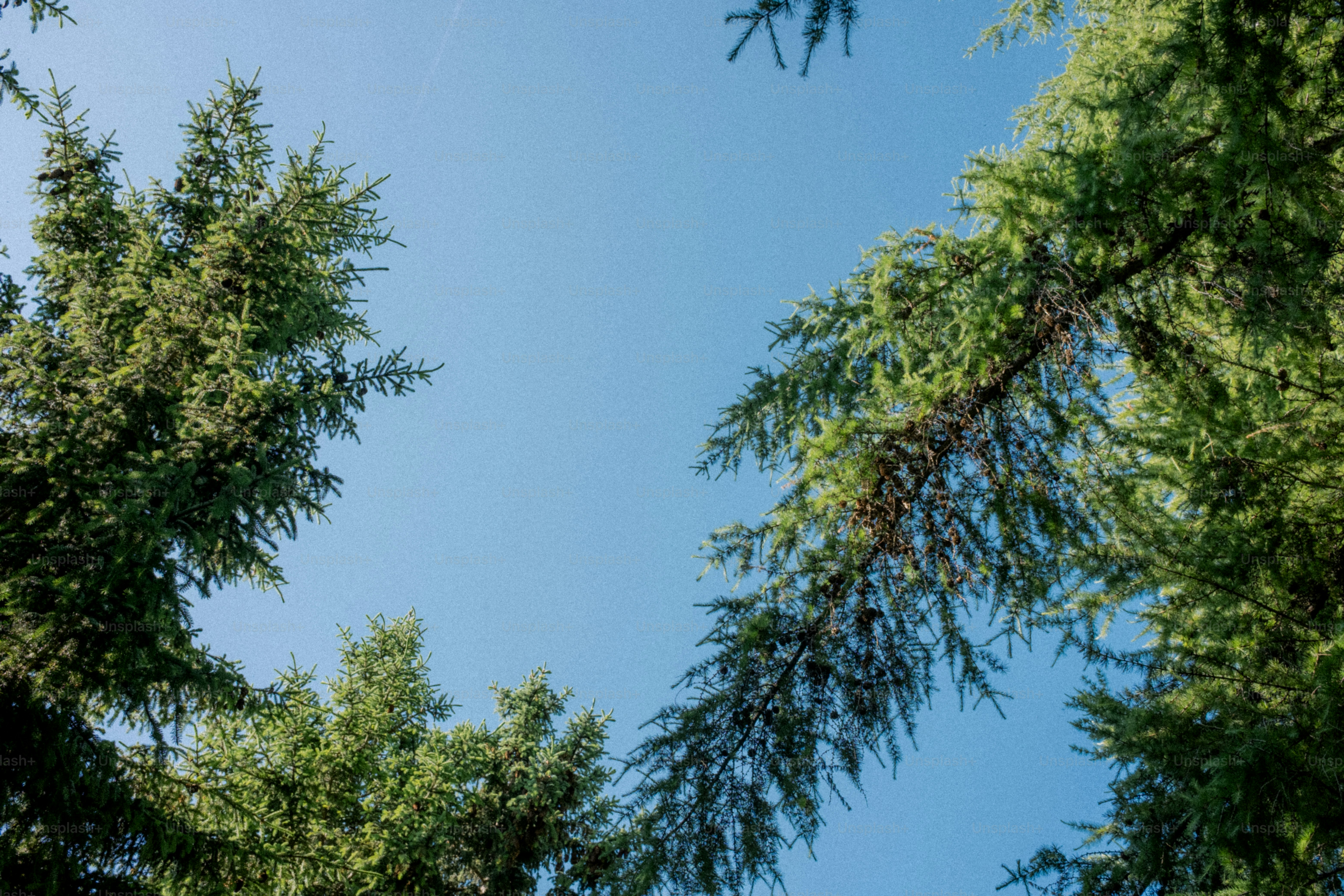 Trees and sky seen from below.