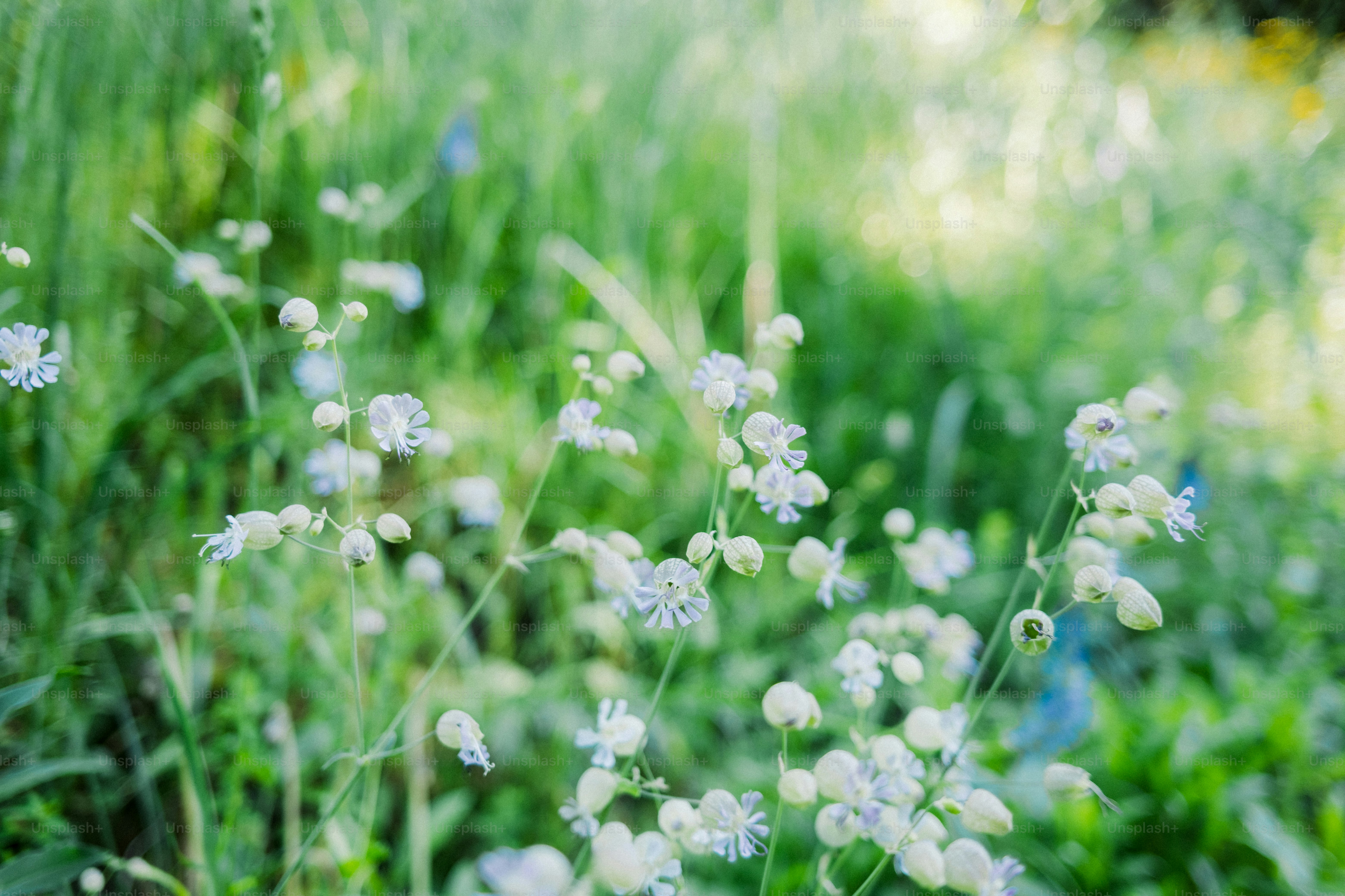 White wildflowers bloom in a field of green. photo – Mountains Image on ...