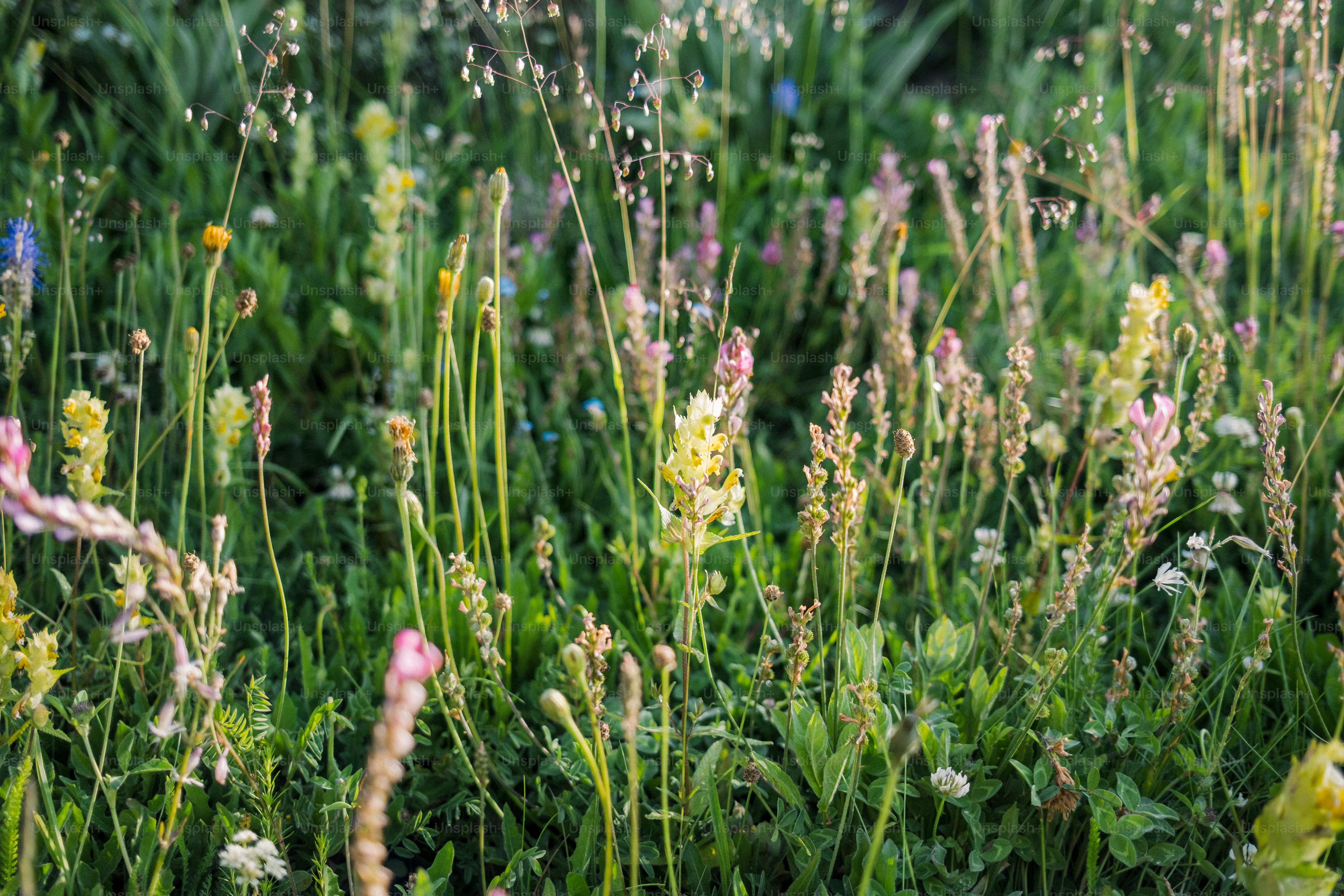 Wildflowers bloom among lush green grass.