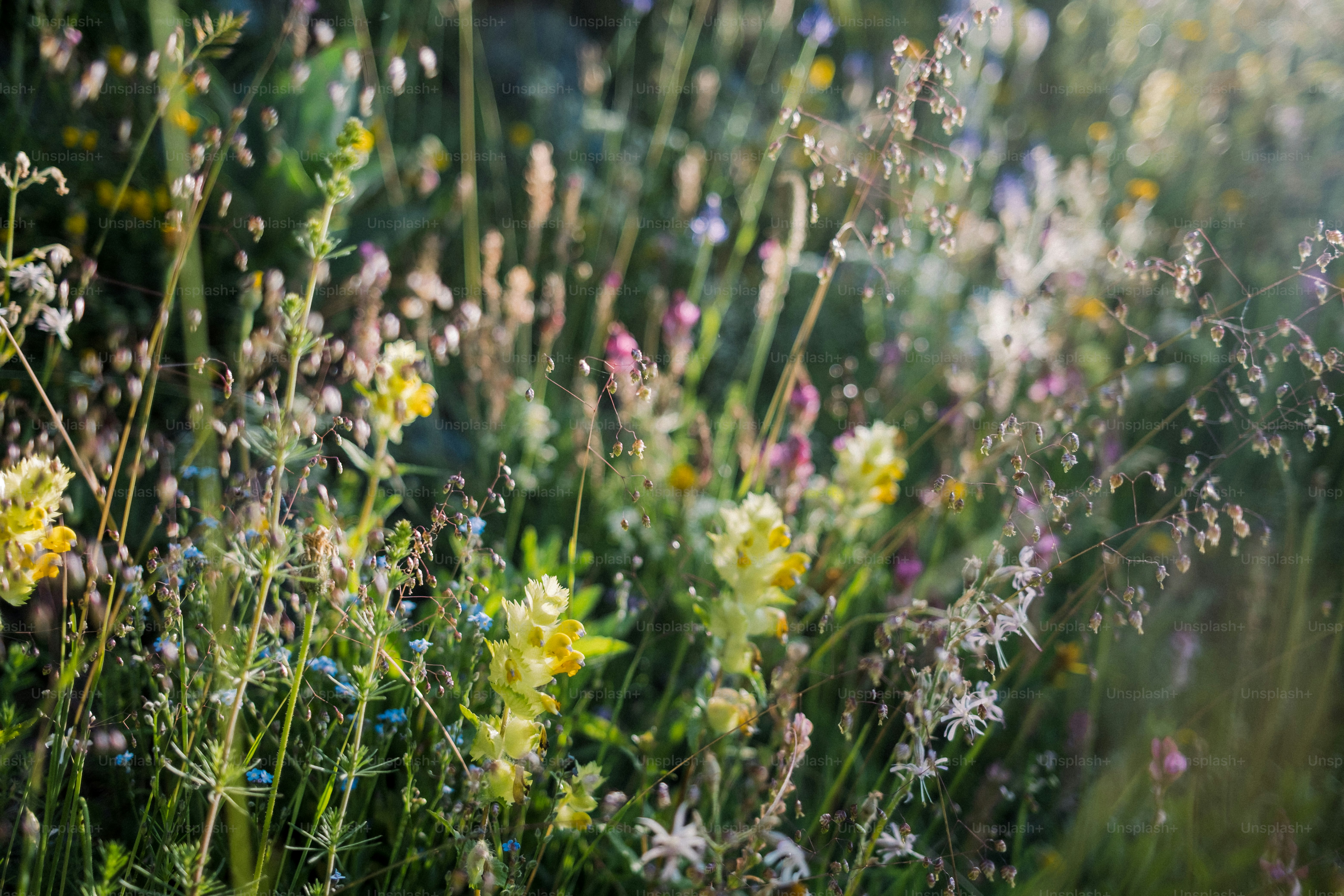 Wildflowers bloom brightly in a sunny meadow.
