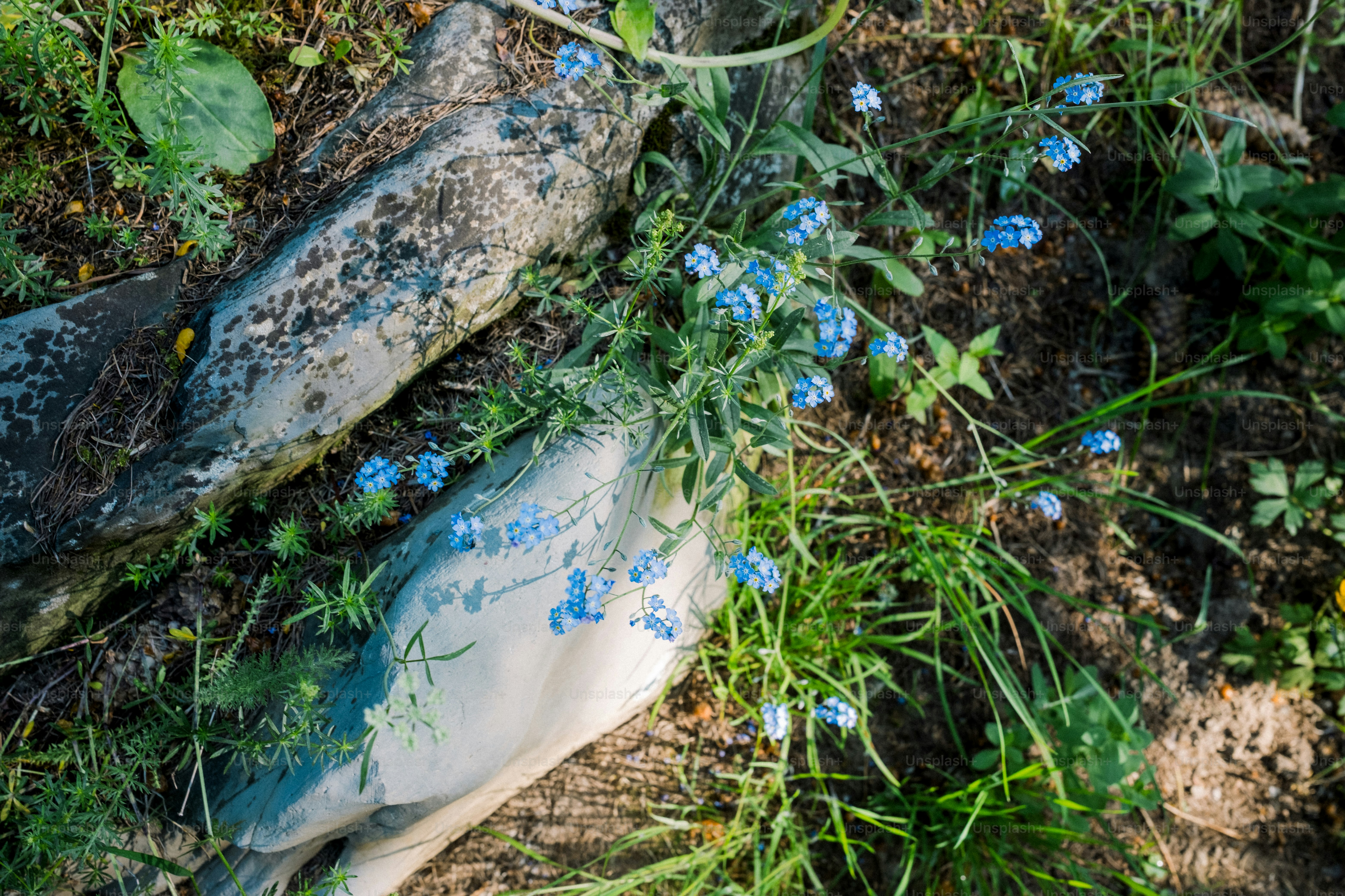 Blue flowers blossom near weathered stone.
