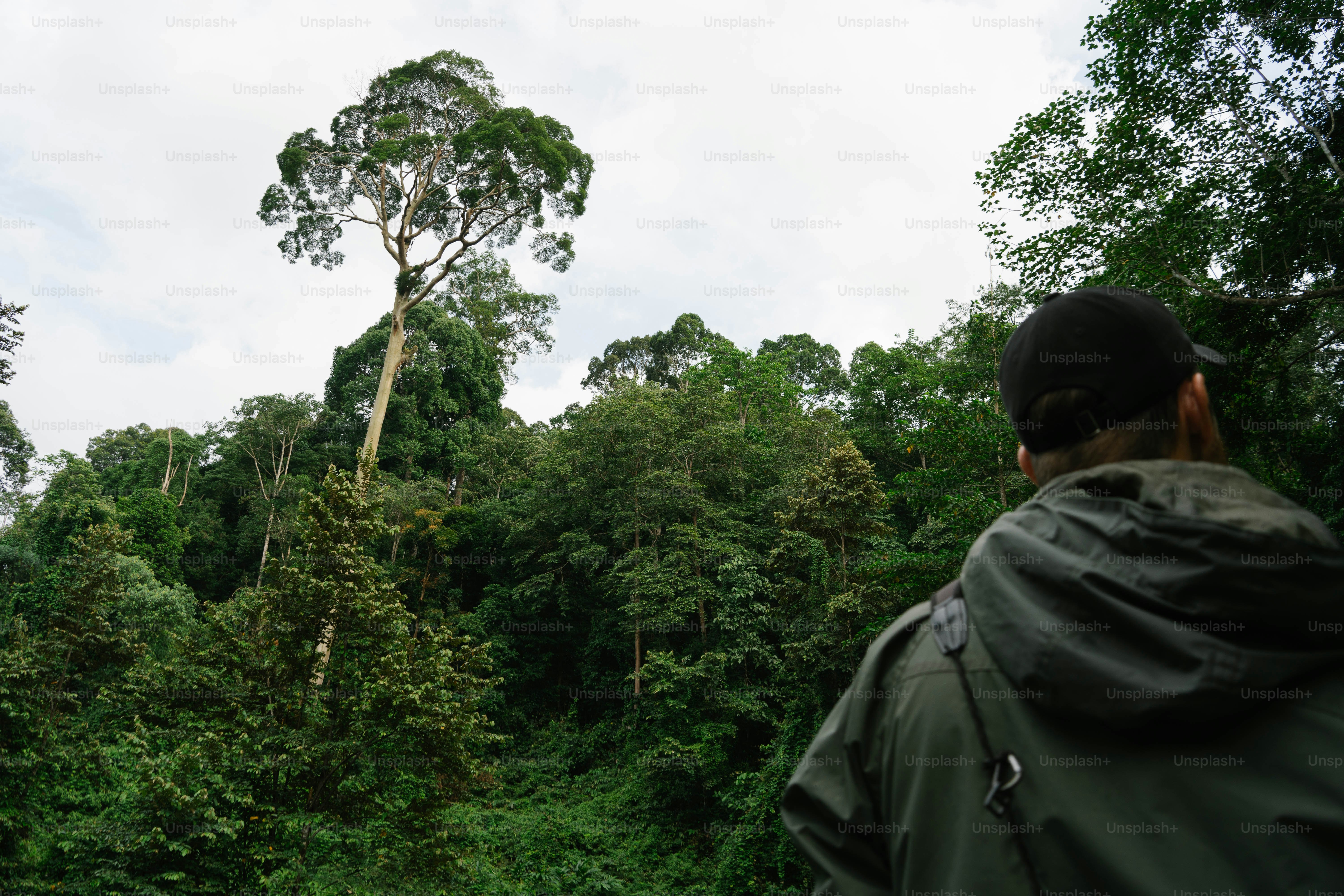 Orang melihat hutan hijau yang subur.