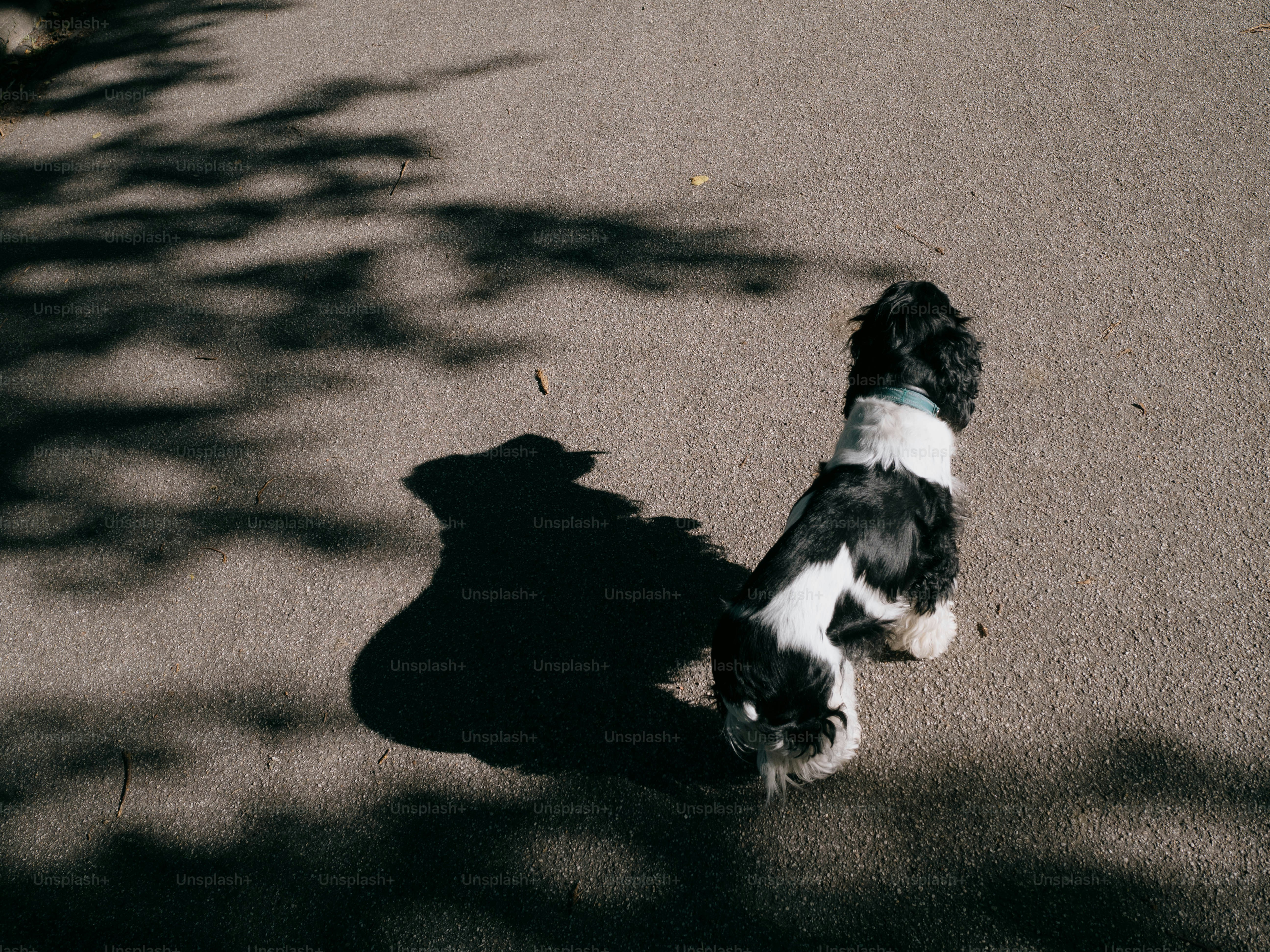 A black and white dog sits with a shadow.