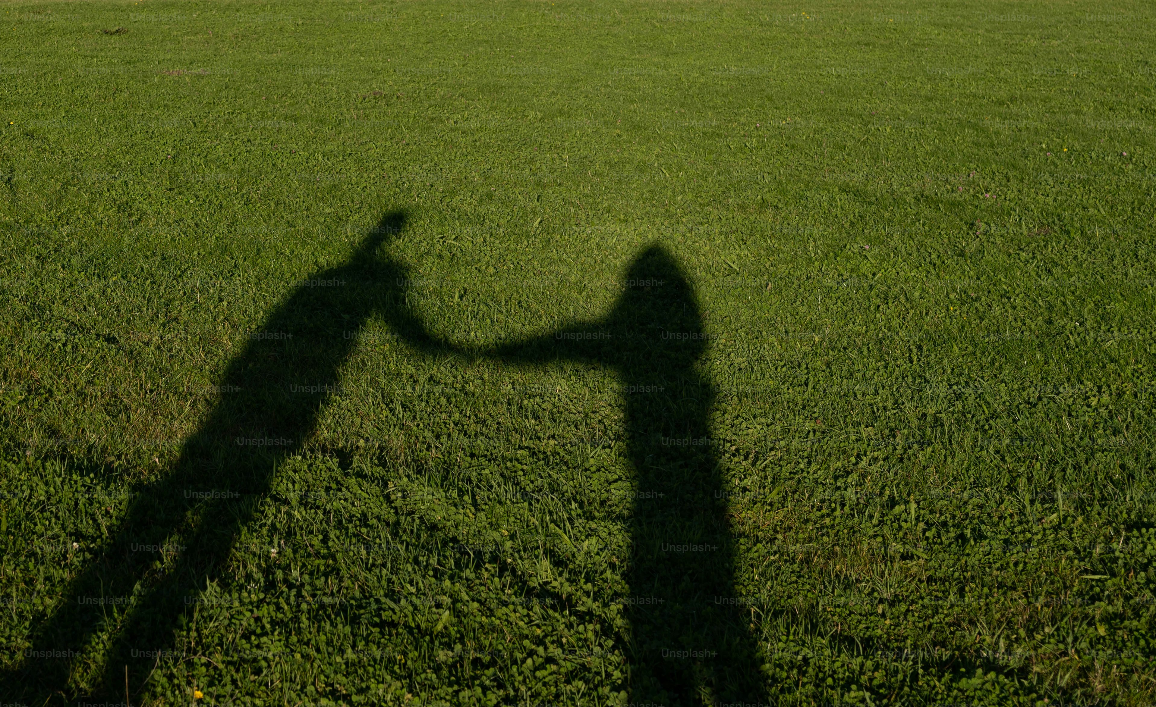 premium_photo-1750896115662-e0ea723b2044