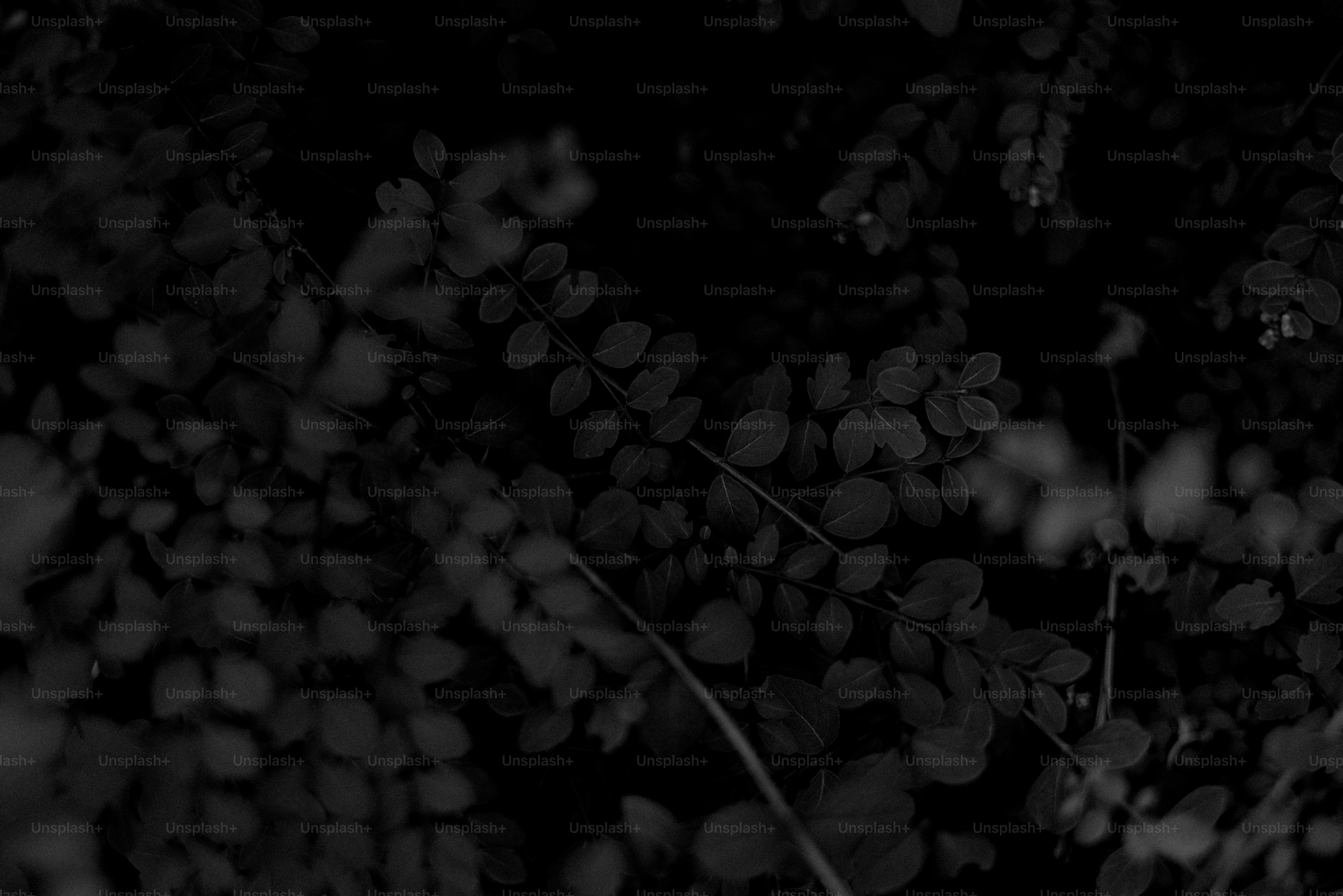 Dark leaves fill the frame.