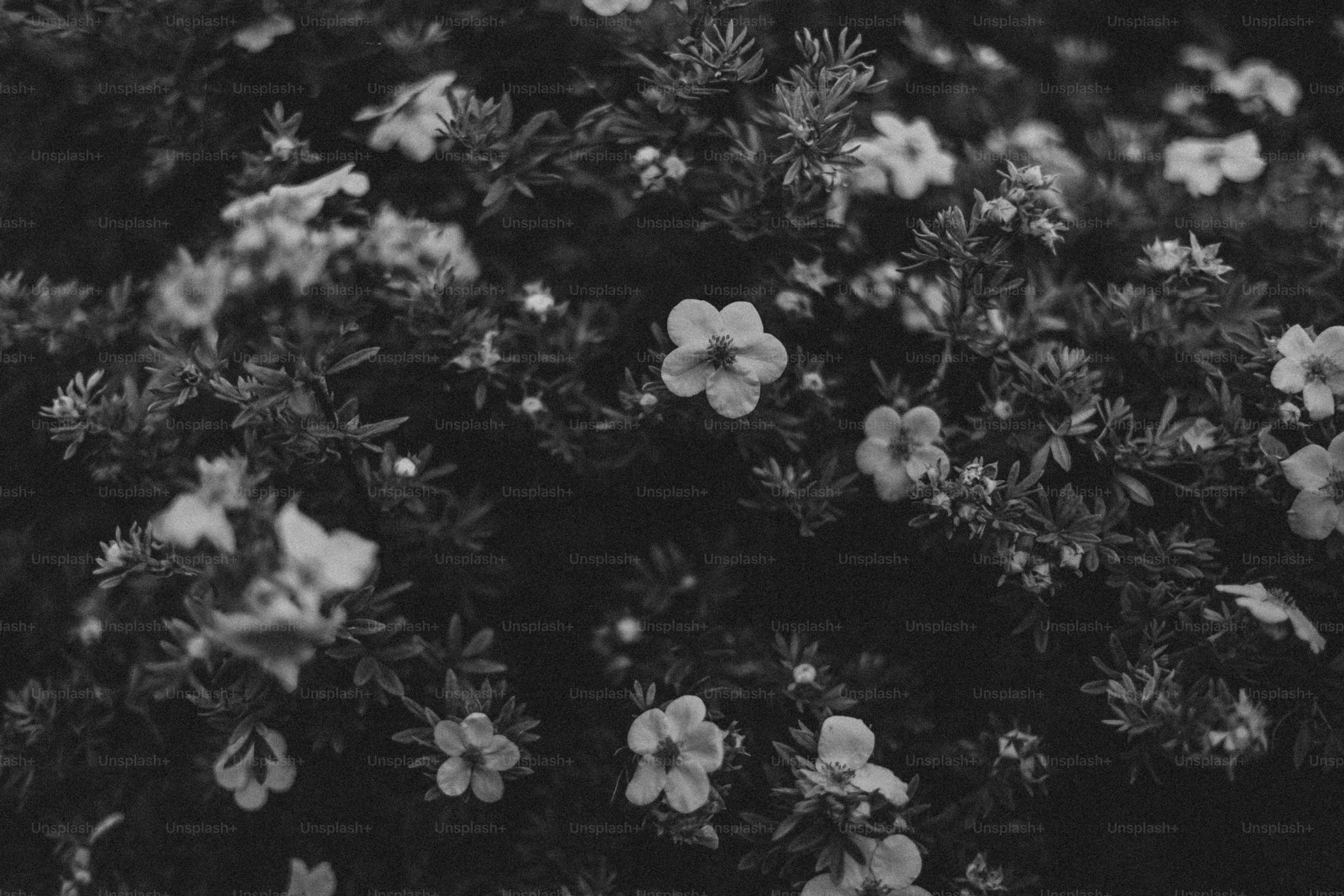 Flowers bloom amidst dark foliage in black and white. photo – Flower Image  on Unsplash, image size:3000x2001