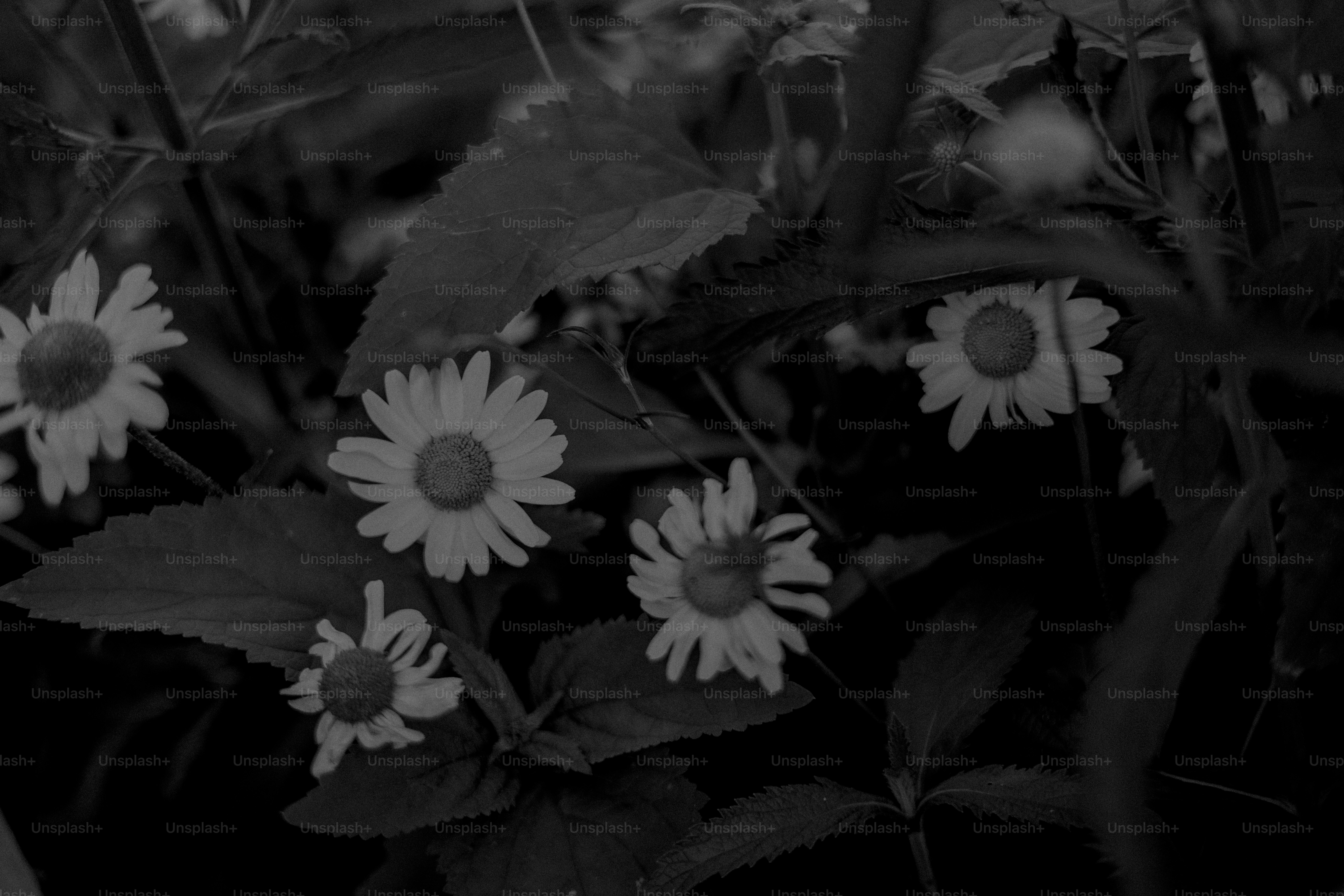 Daisies bloom brightly amidst foliage in monochrome.
