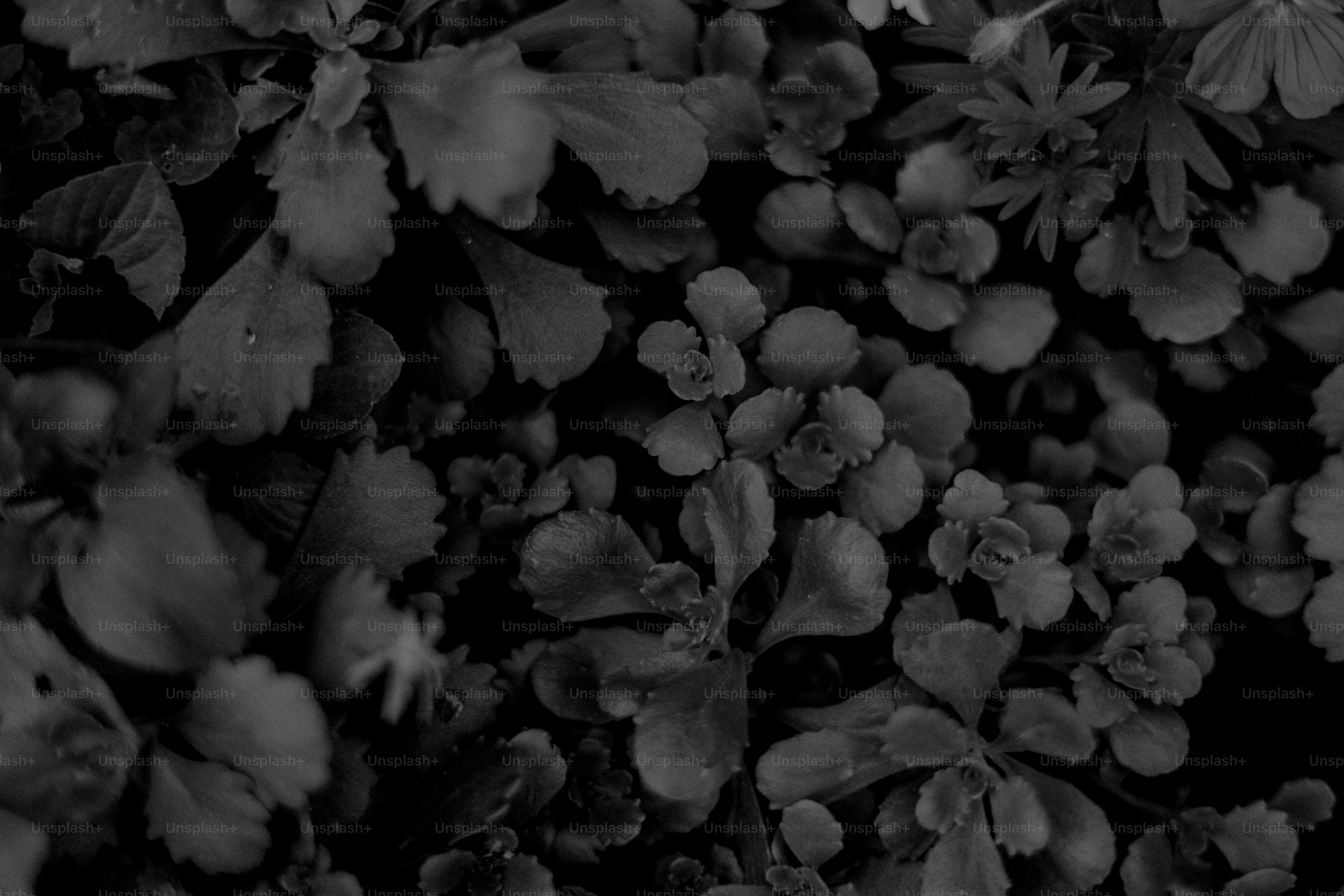 Dark green plants form a dense, natural pattern.