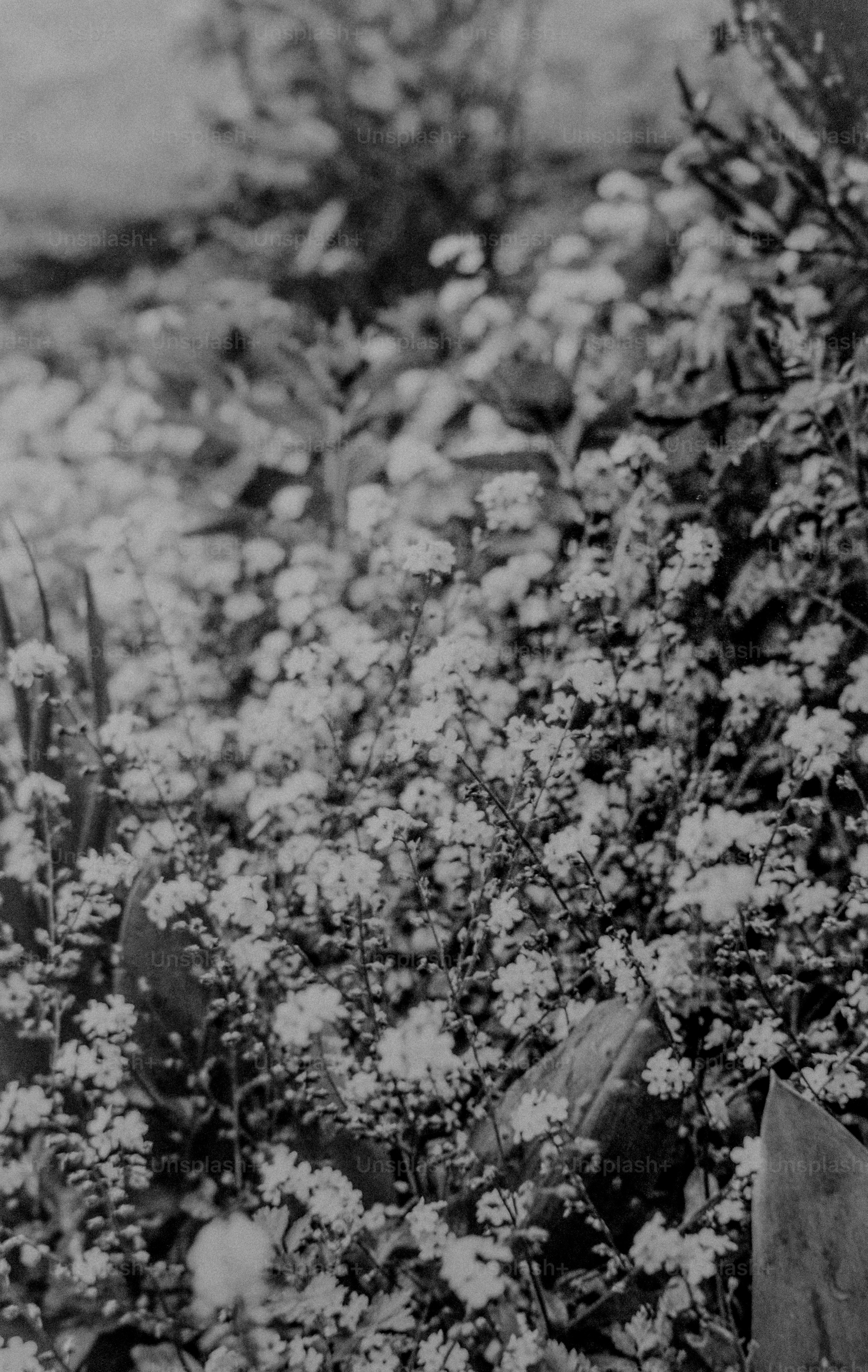 A field of small white flowers is in view.