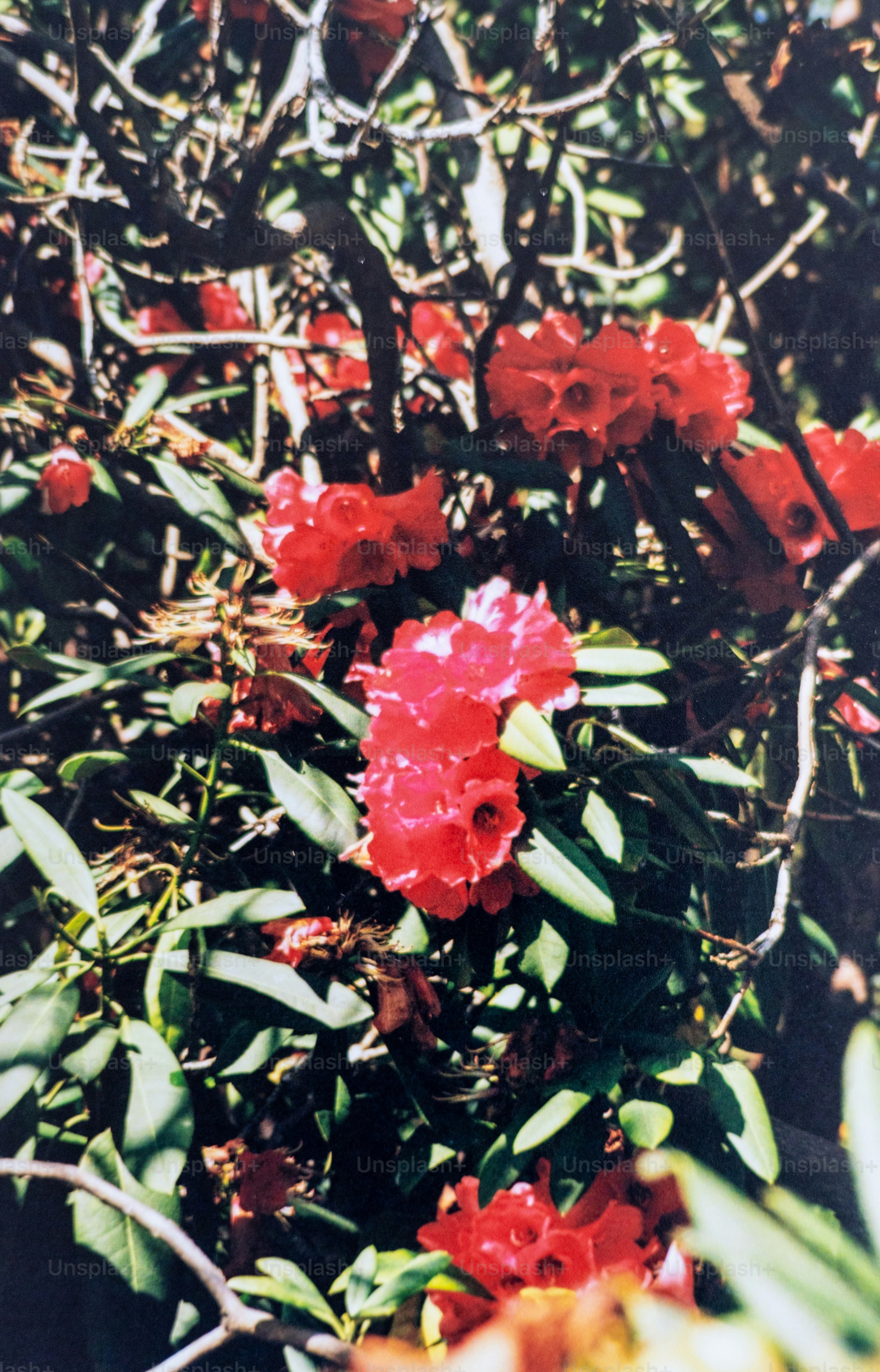 Red flowers bloom amongst green leaves.