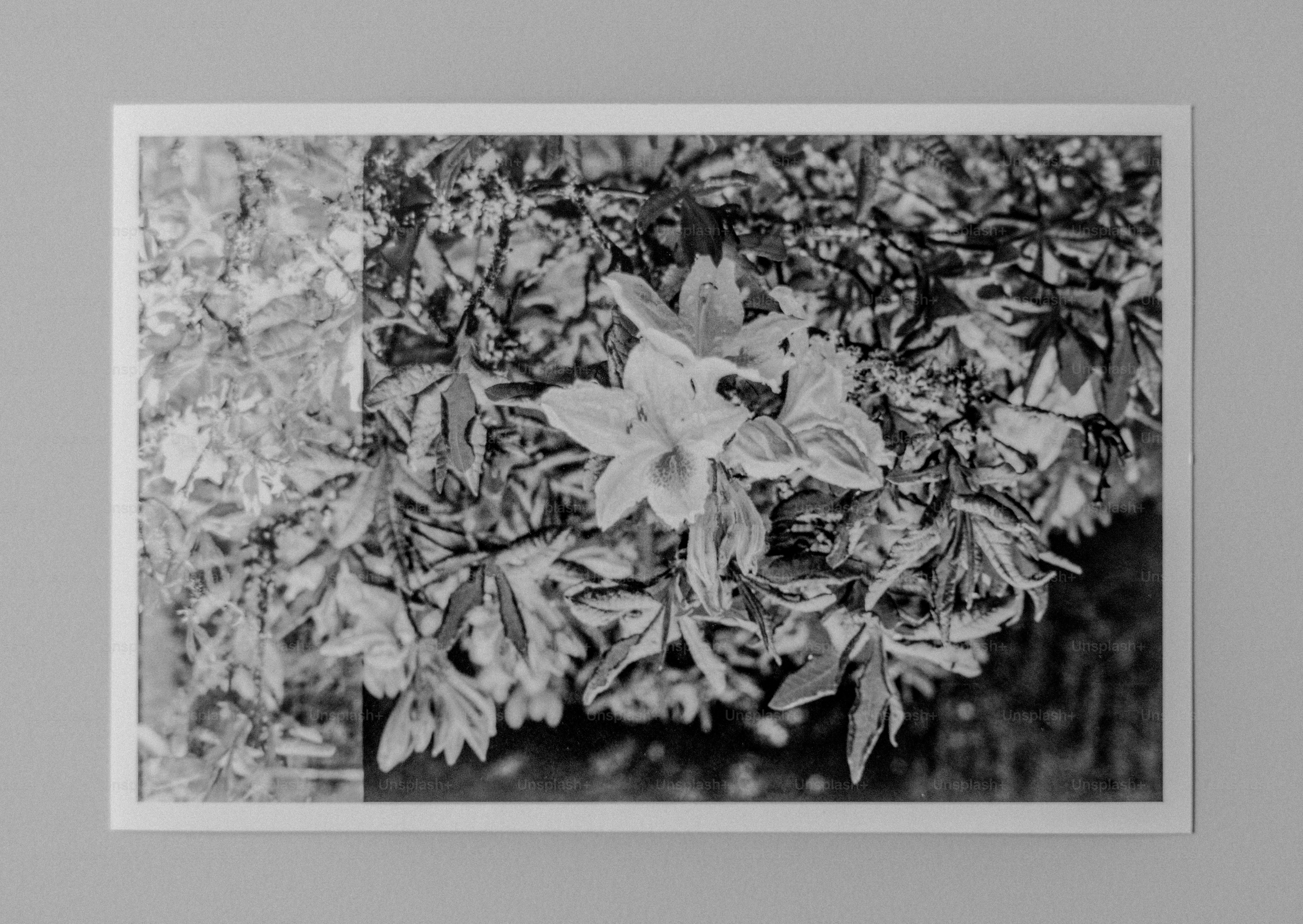 Flowers bloom amidst lush, leafy foliage.