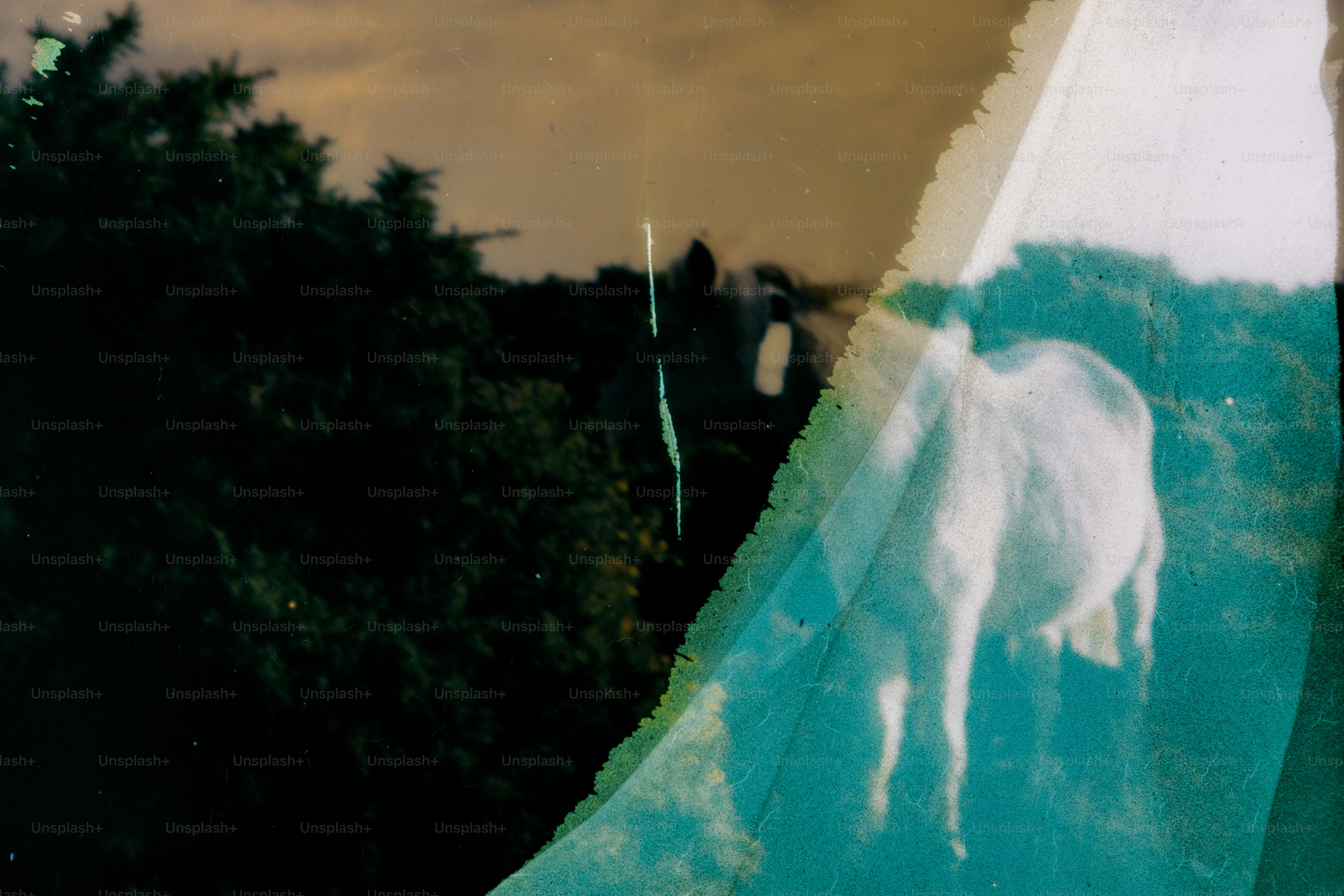 A white horse stands near trees.