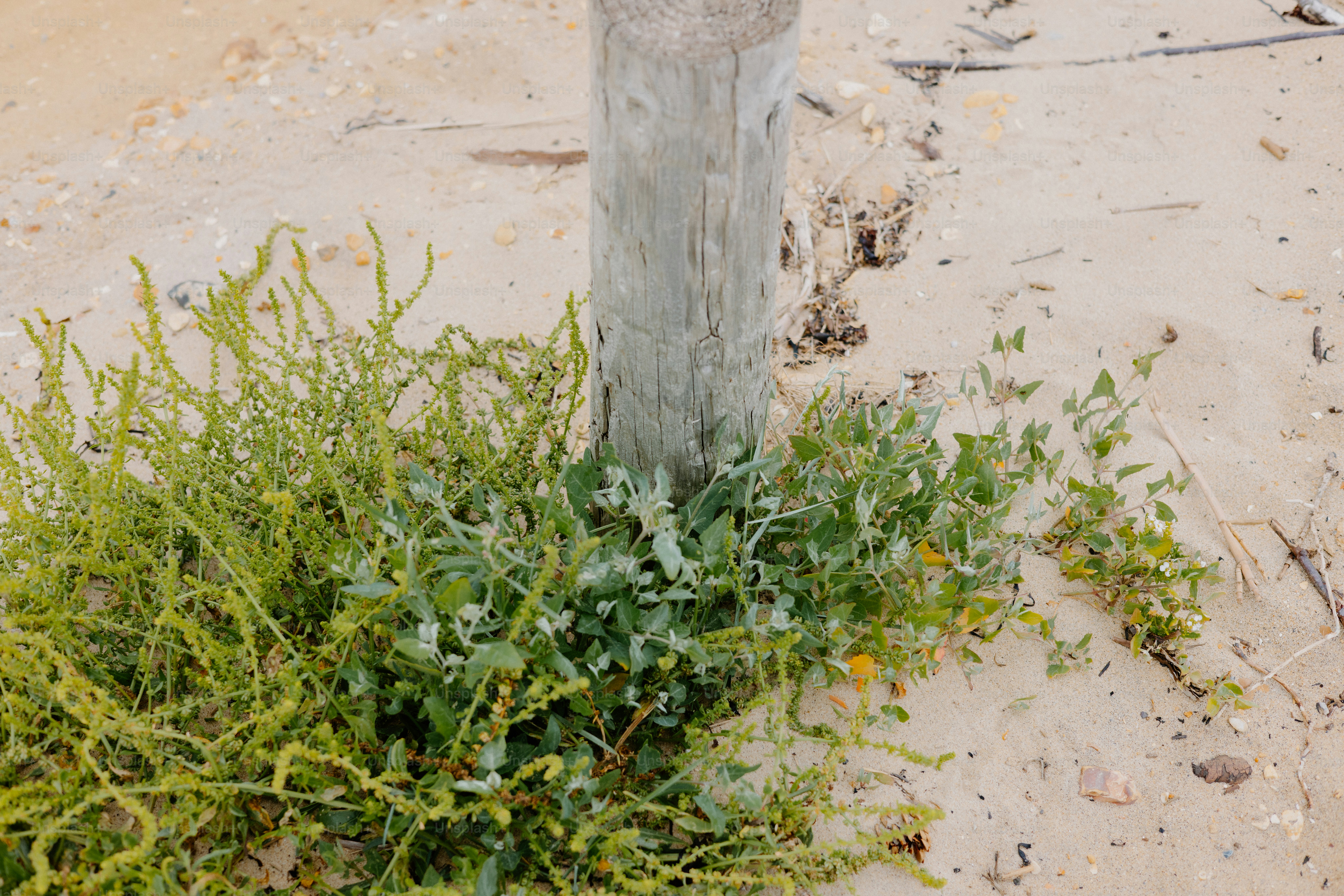 Green plants grow near a wooden post in sand. photo  Beach Image on  Unsplash