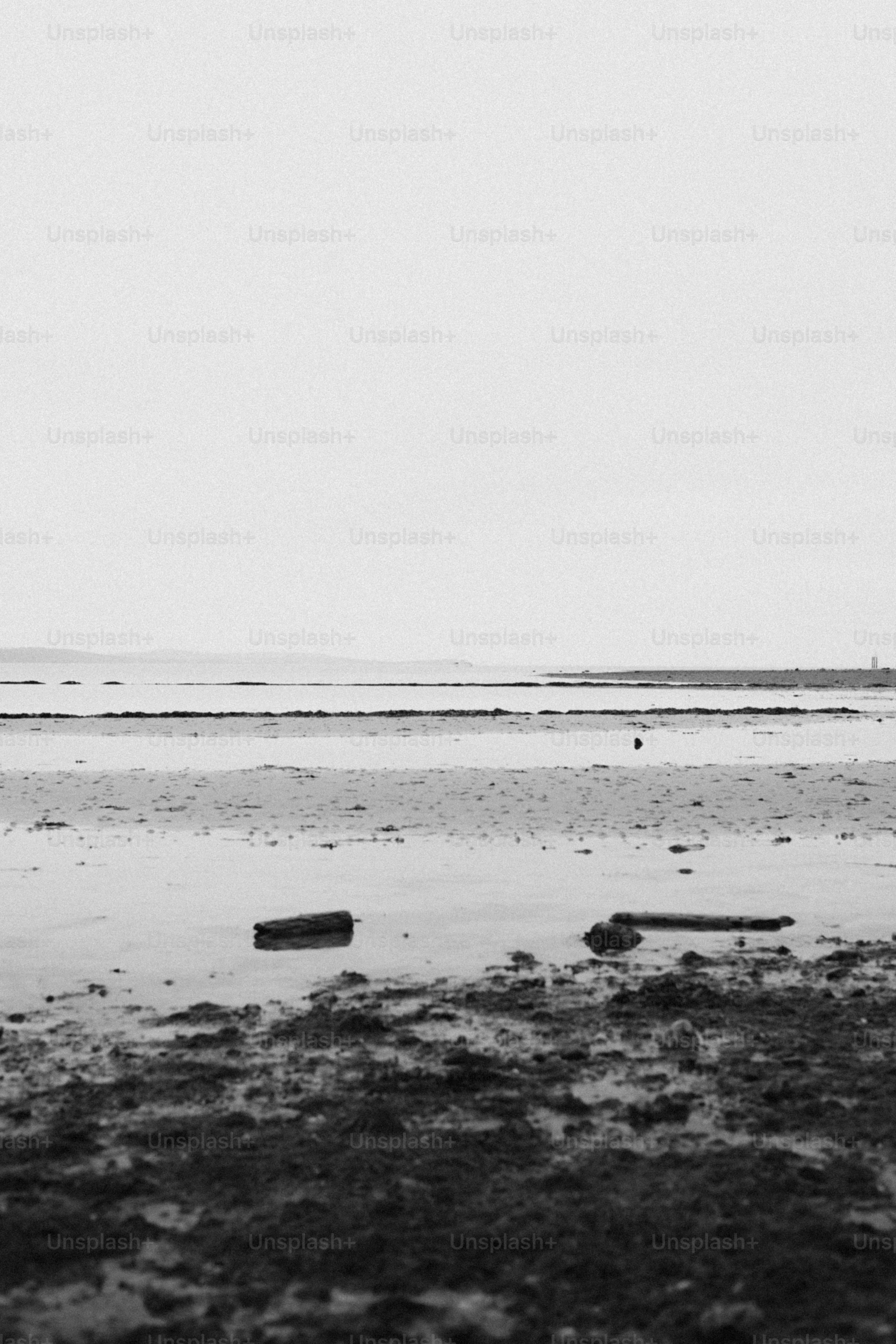 Beach scene with driftwood in black and white.