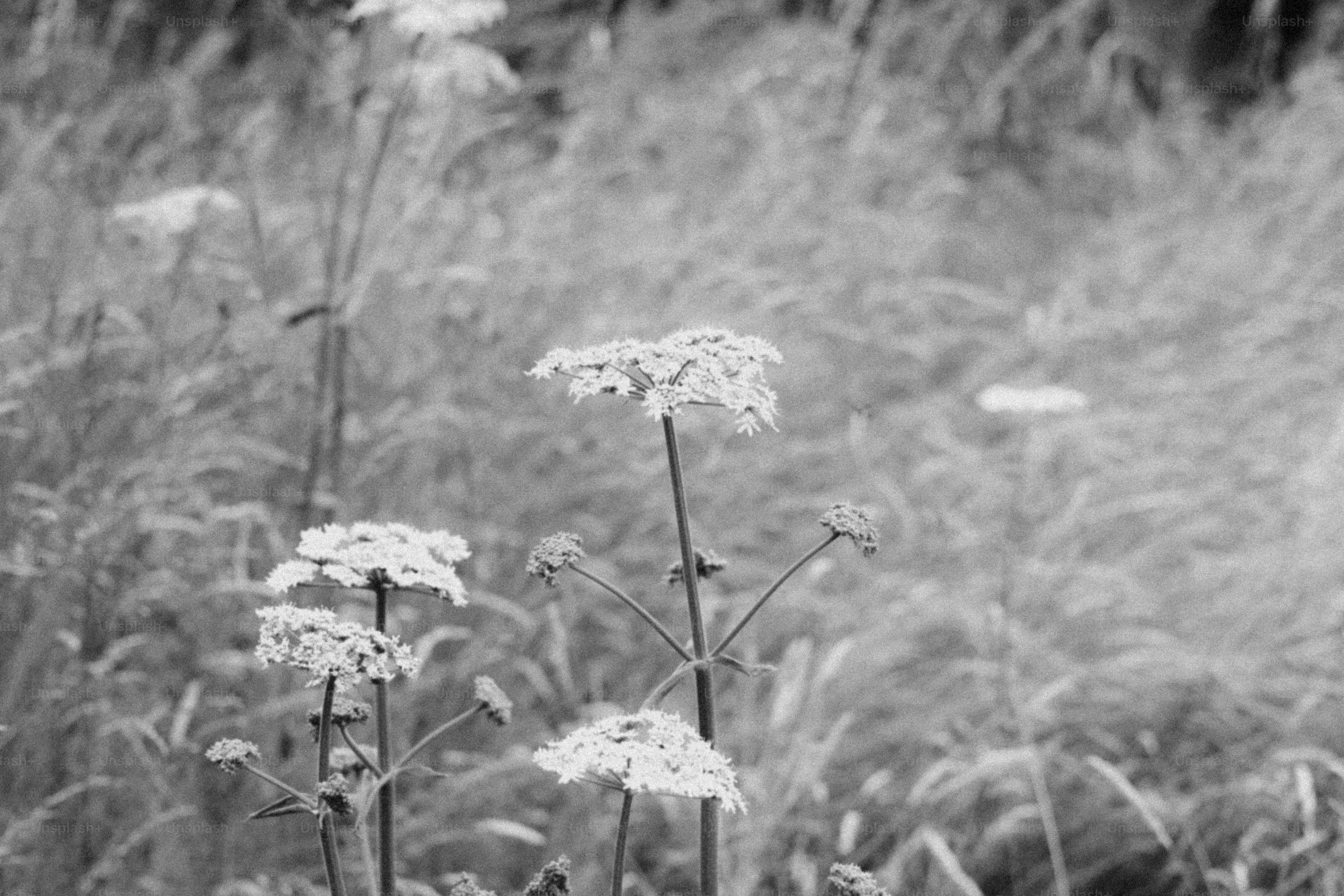 Wildflowers stand tall in a field of tall grass.