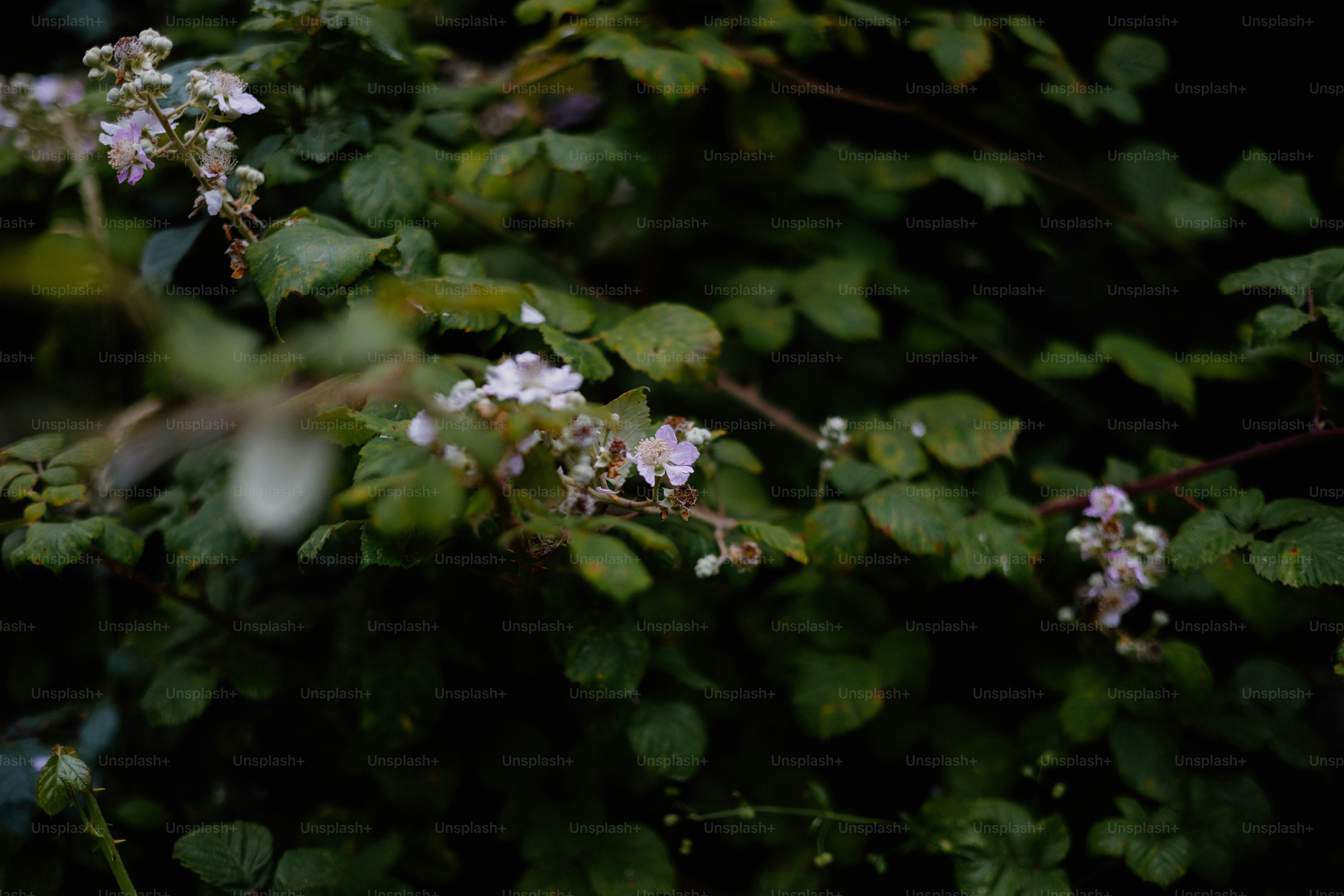 White flowers bloom on a leafy green bush.