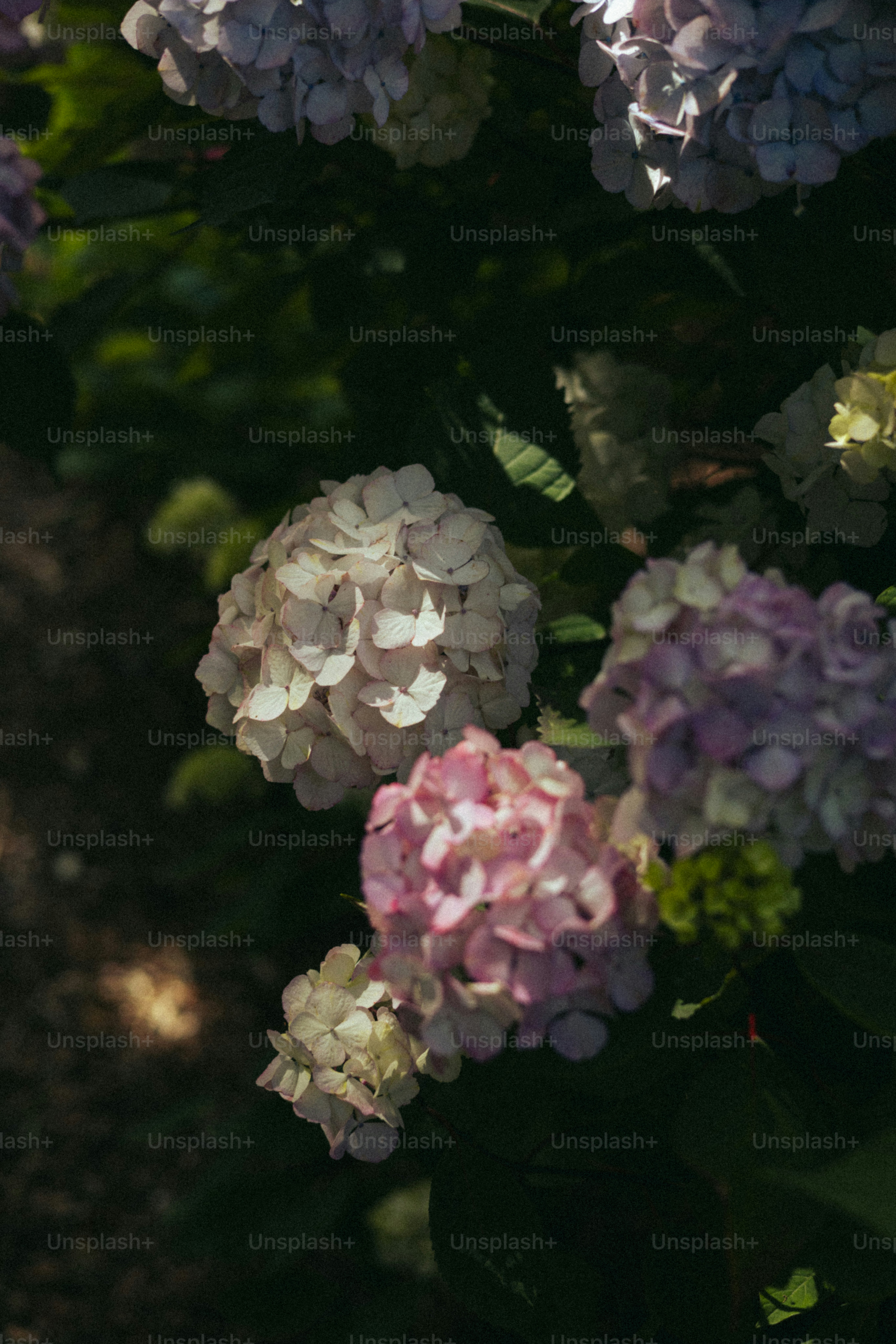 Beautiful hydrangeas blooming in sunlight.