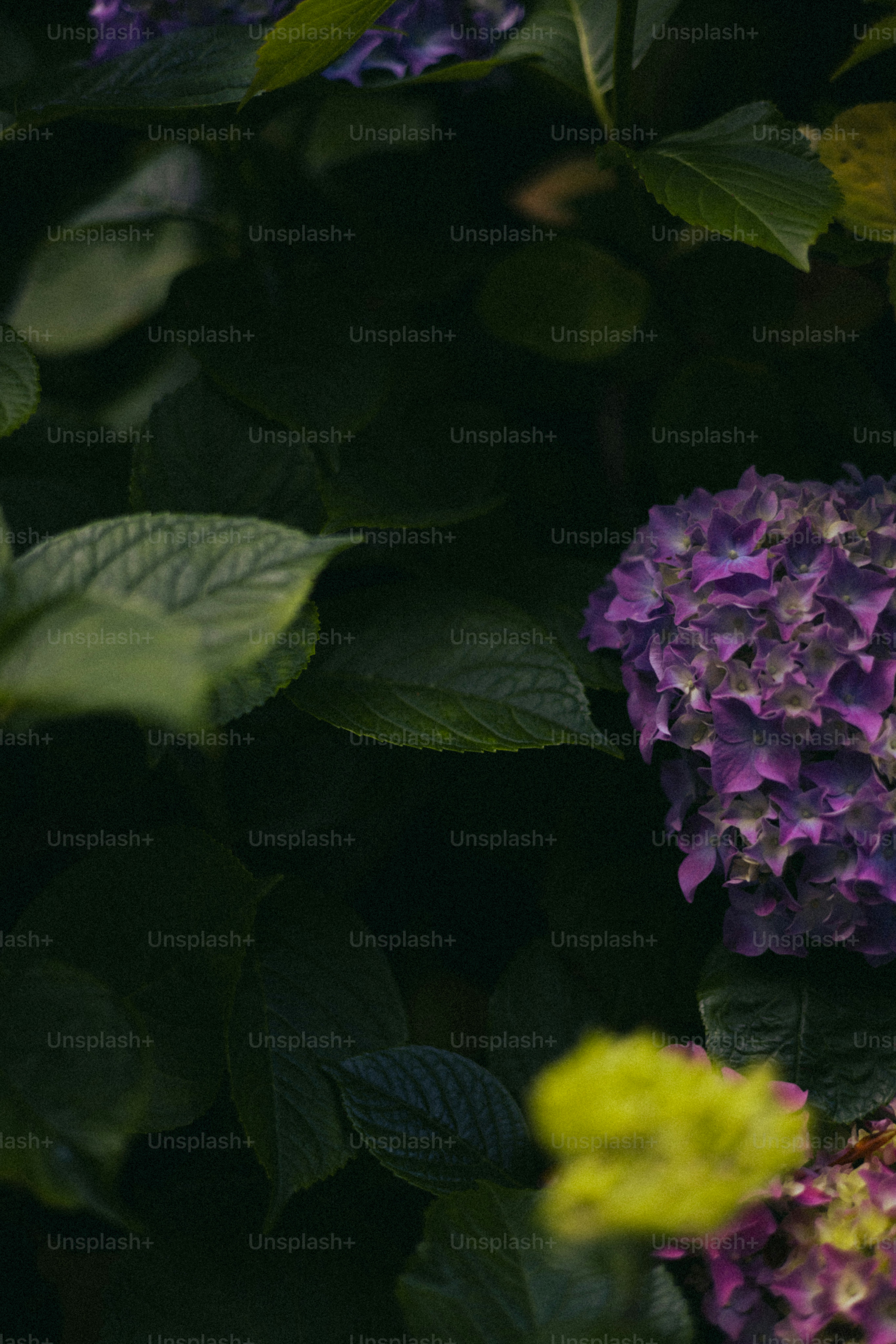 Le ortensie viola fioriscono tra le foglie verde scuro.