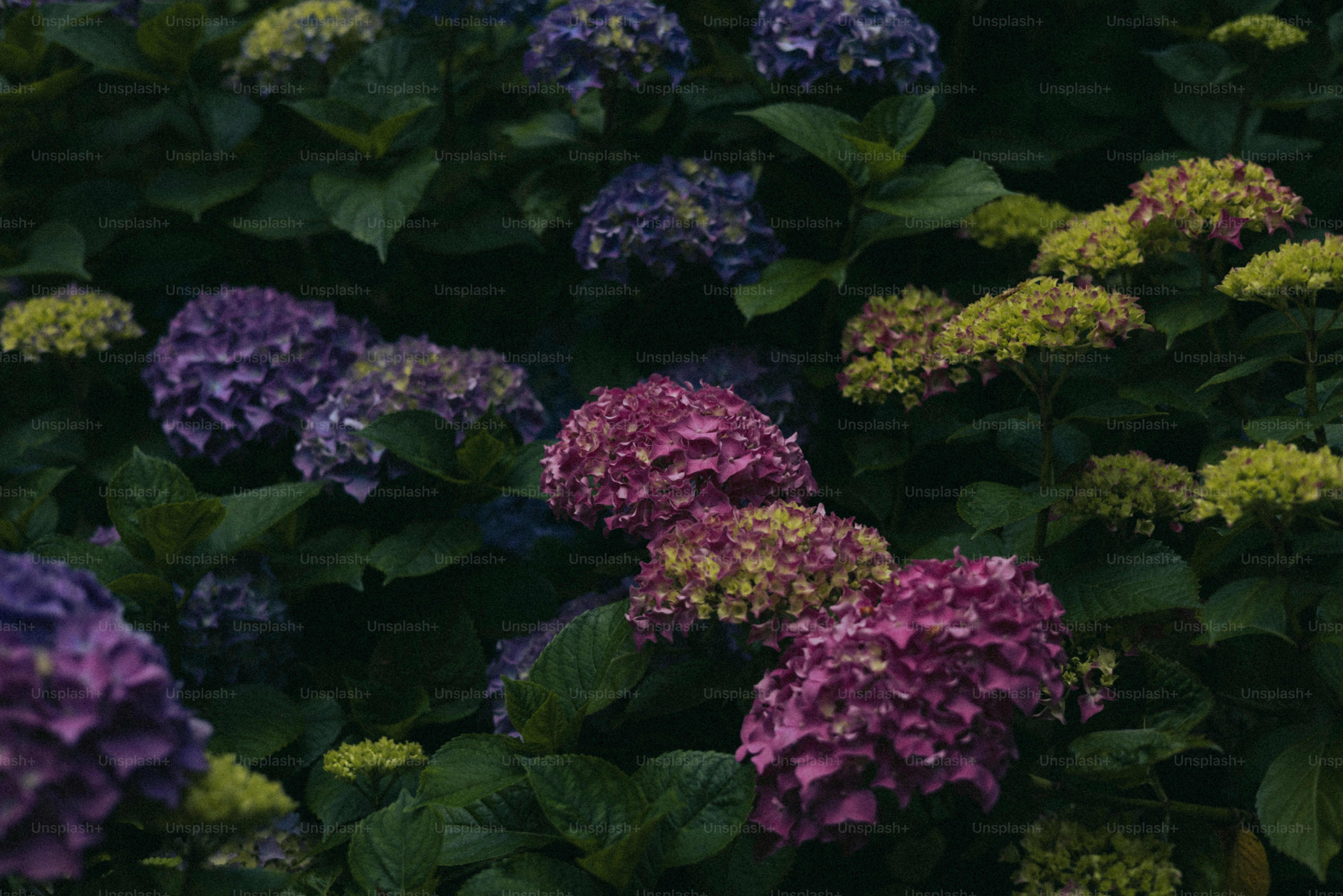 Hydrangeas of purple, pink, and yellow hues.