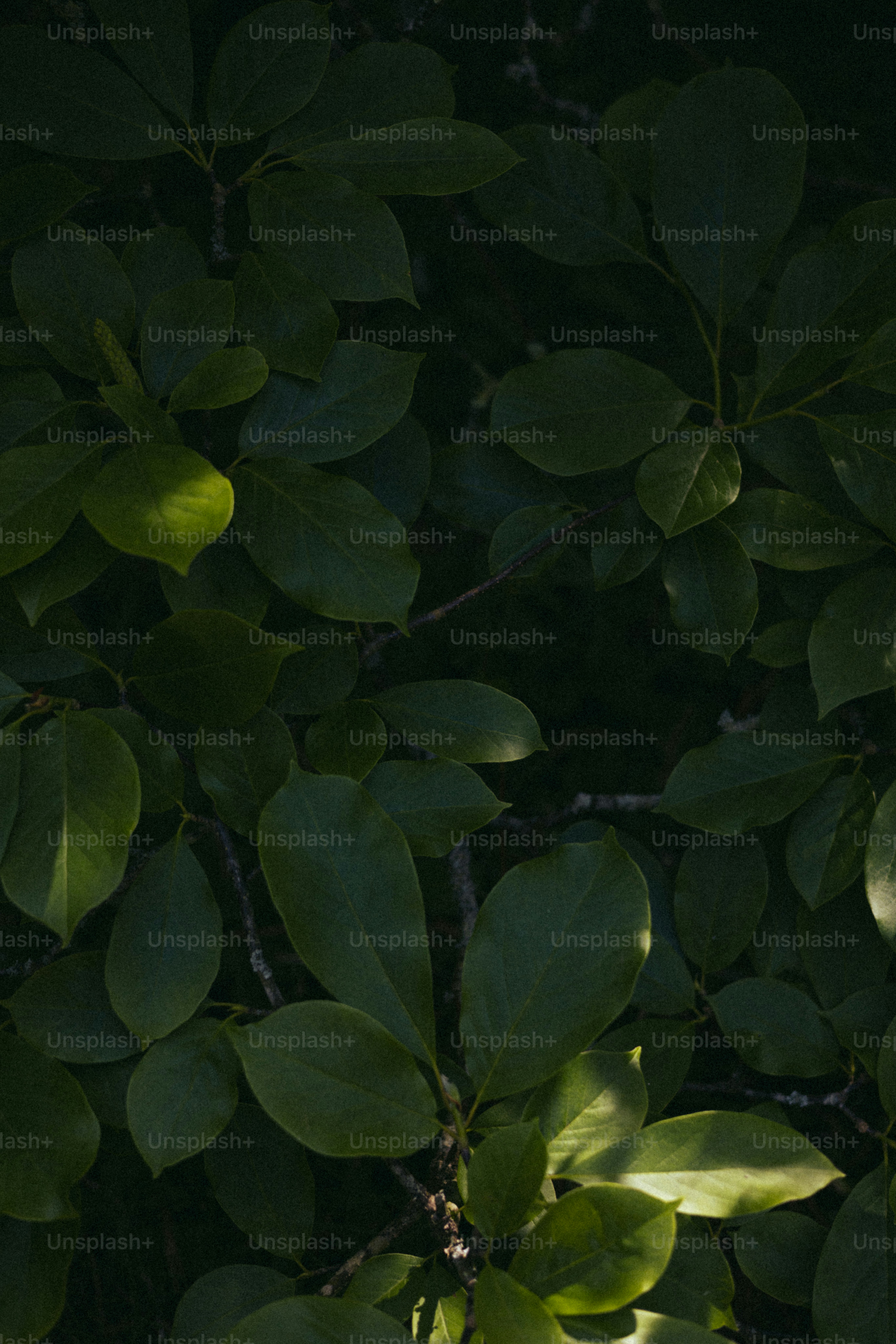 Lush green leaves fill the frame.