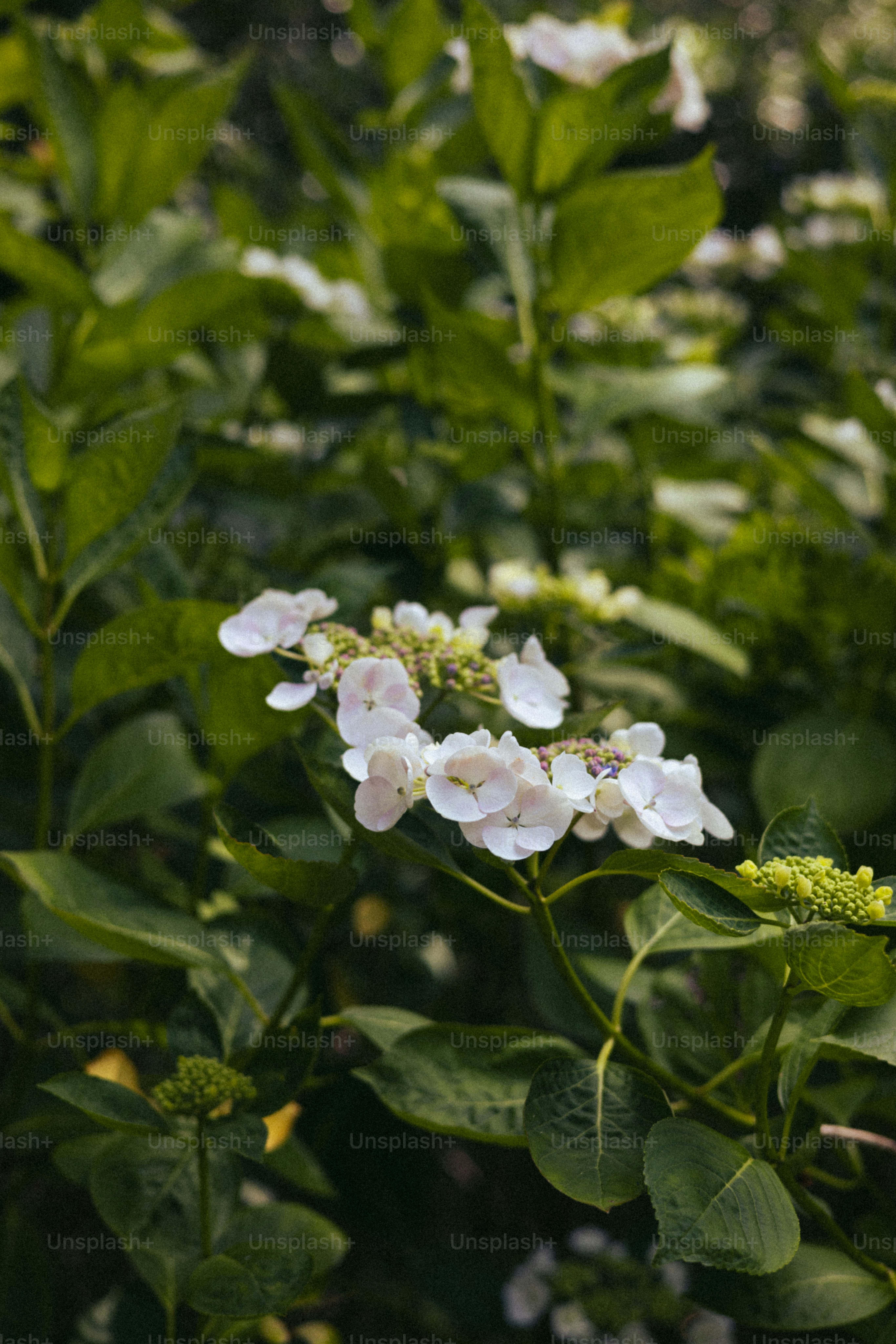 White hydrangea flowers bloom amidst lush green foliage. photo – Flower ...