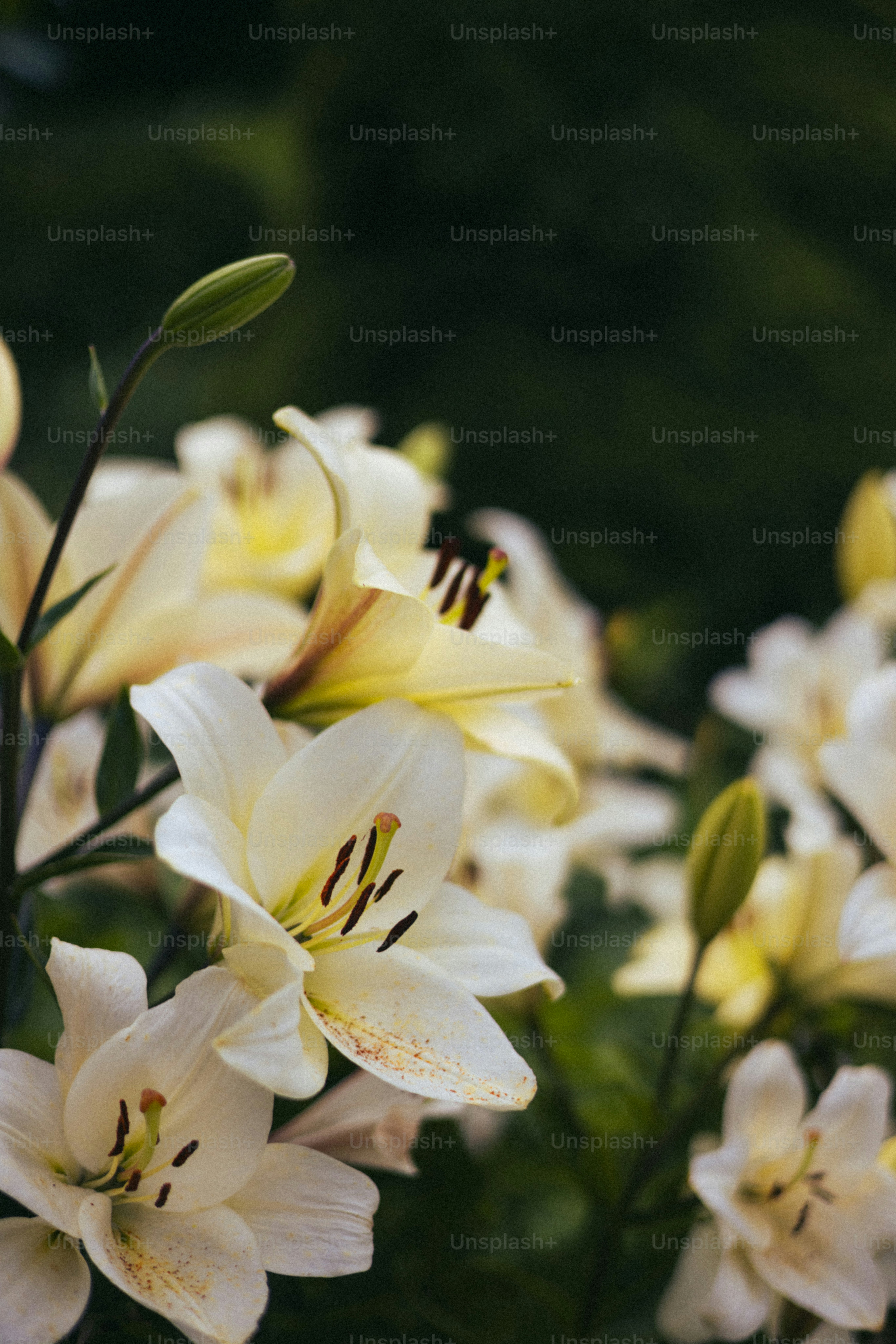Beautiful, white lilies in full bloom.