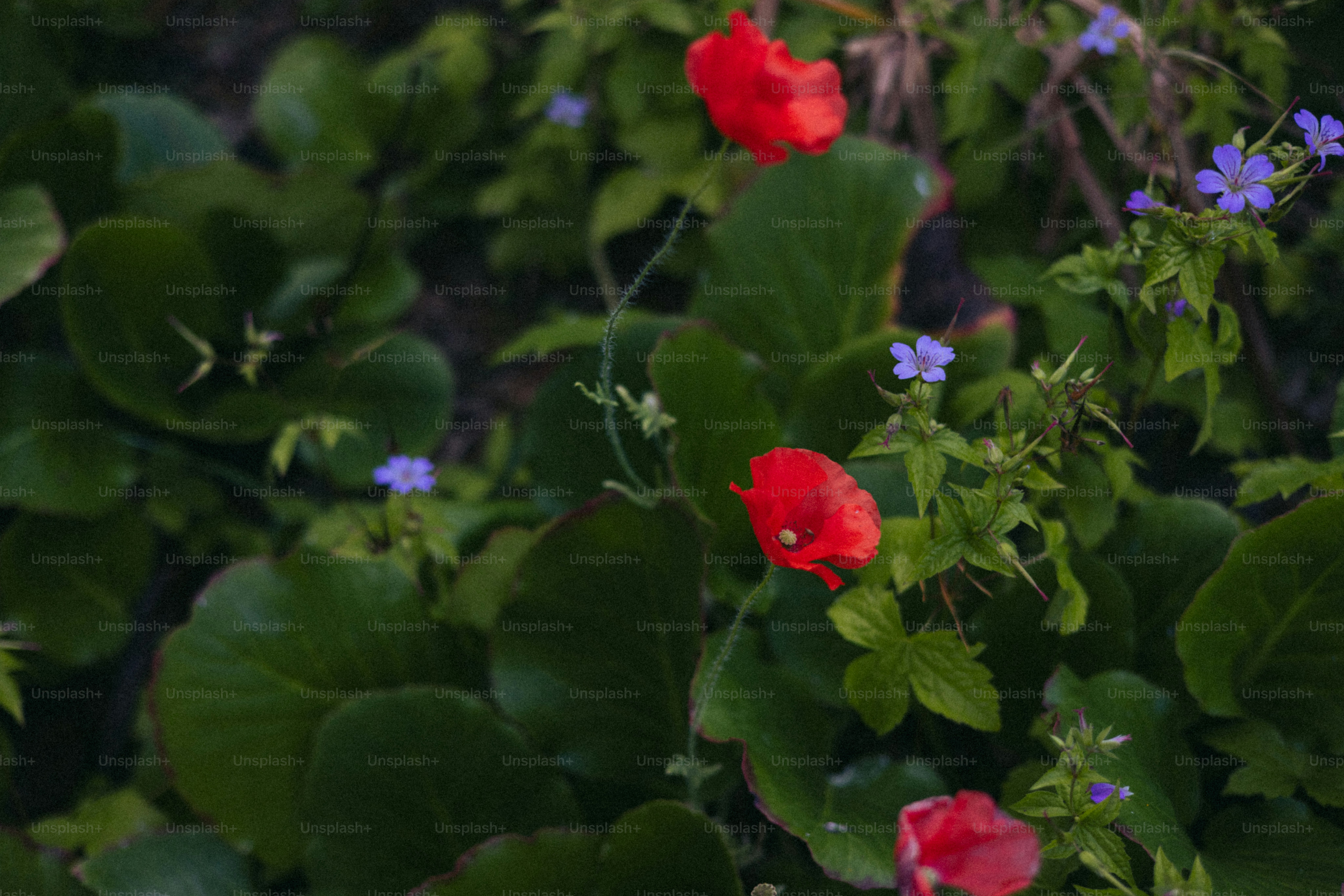 Nature